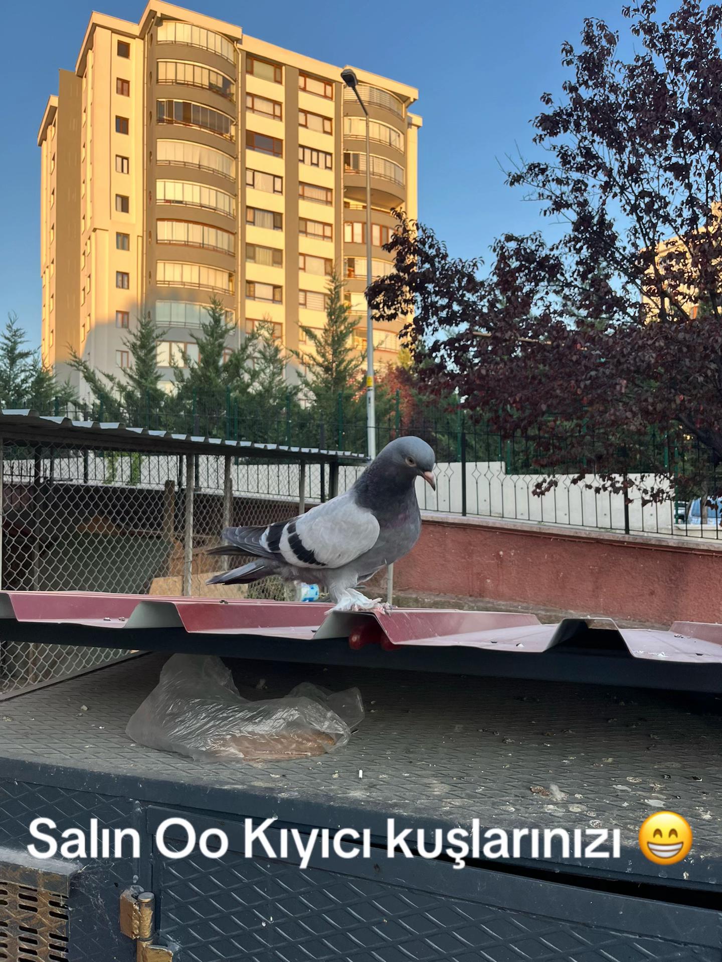 @Oyunkuşu06