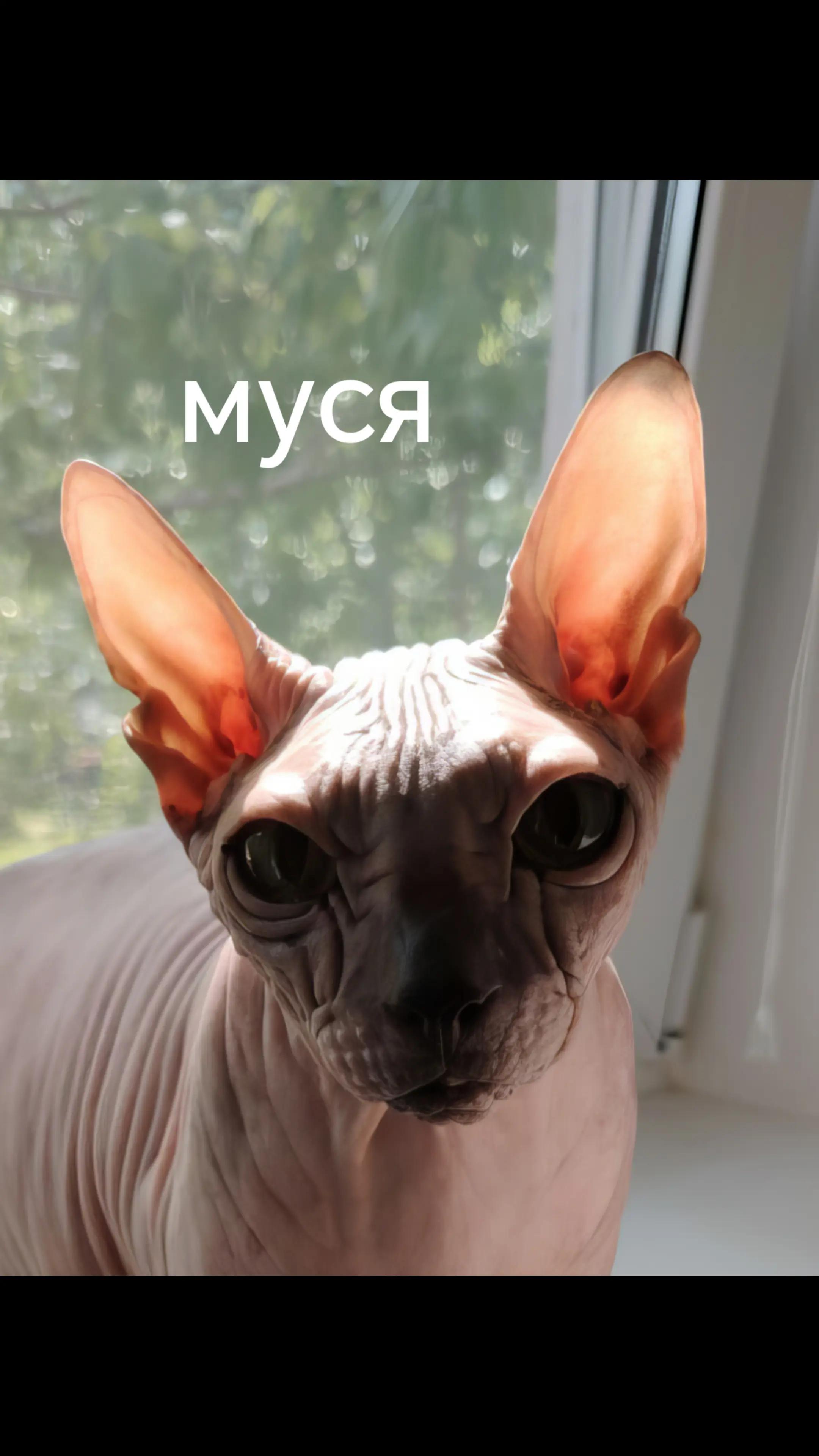 @Aktaviy_tech