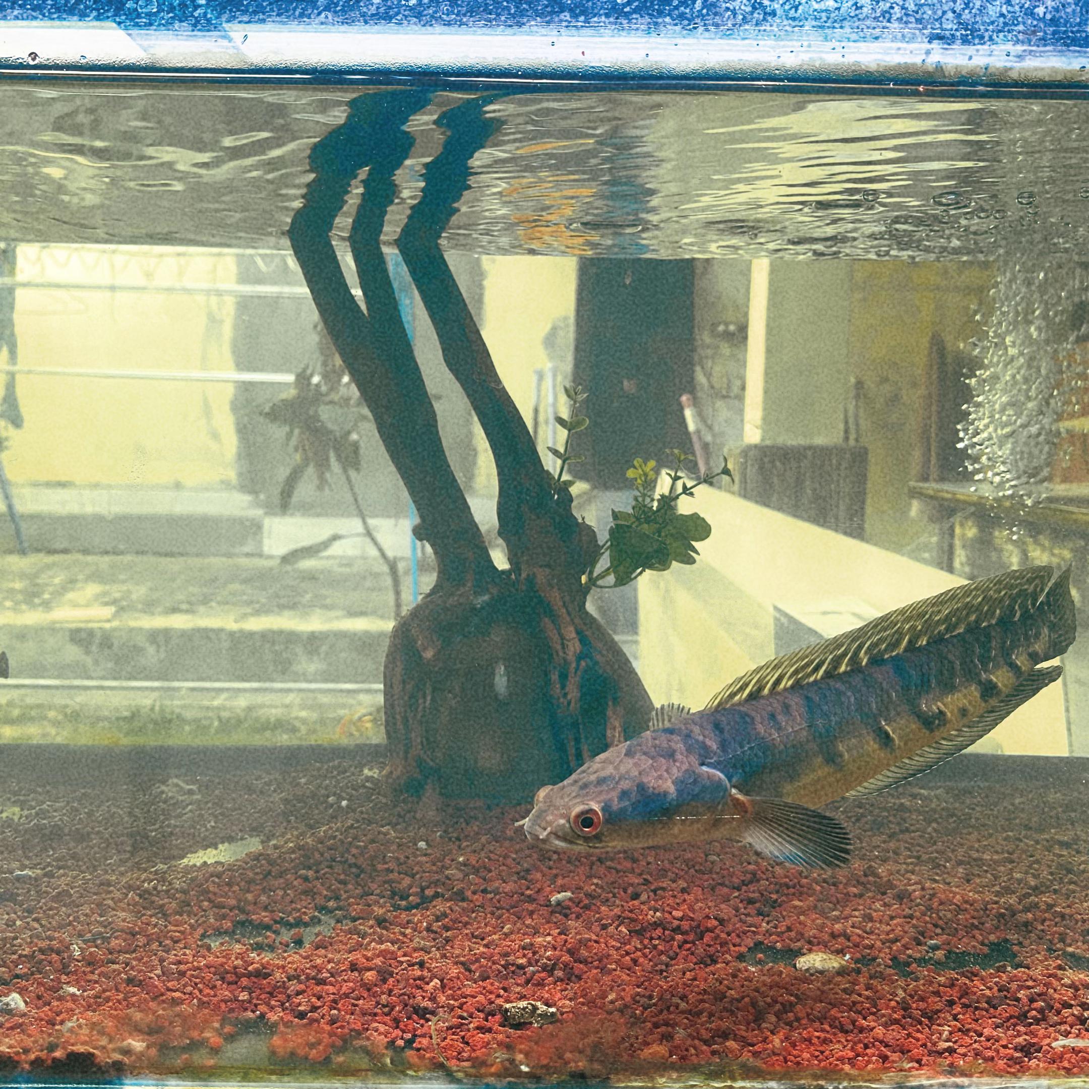 @Baba Arr