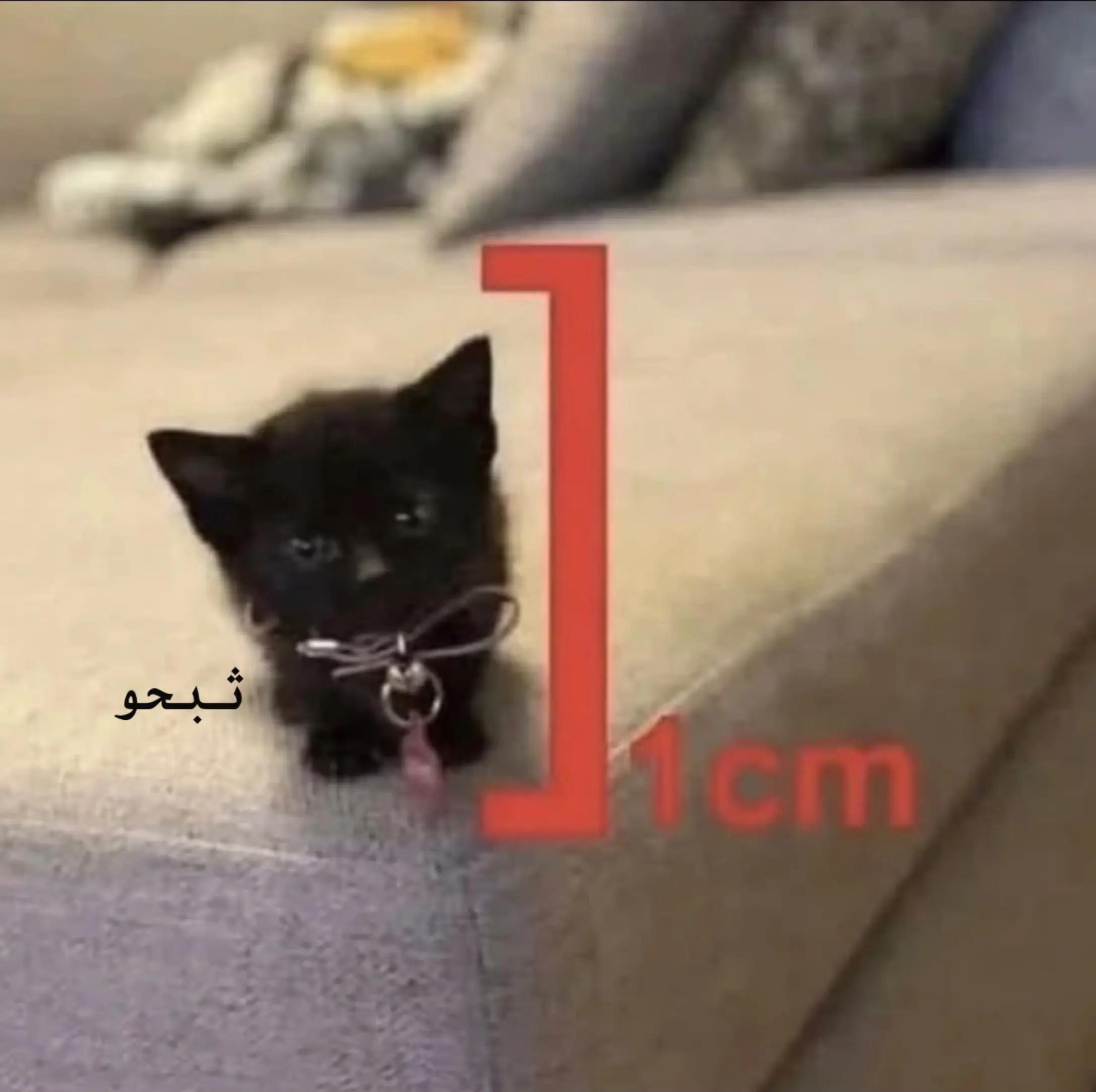 @سدير