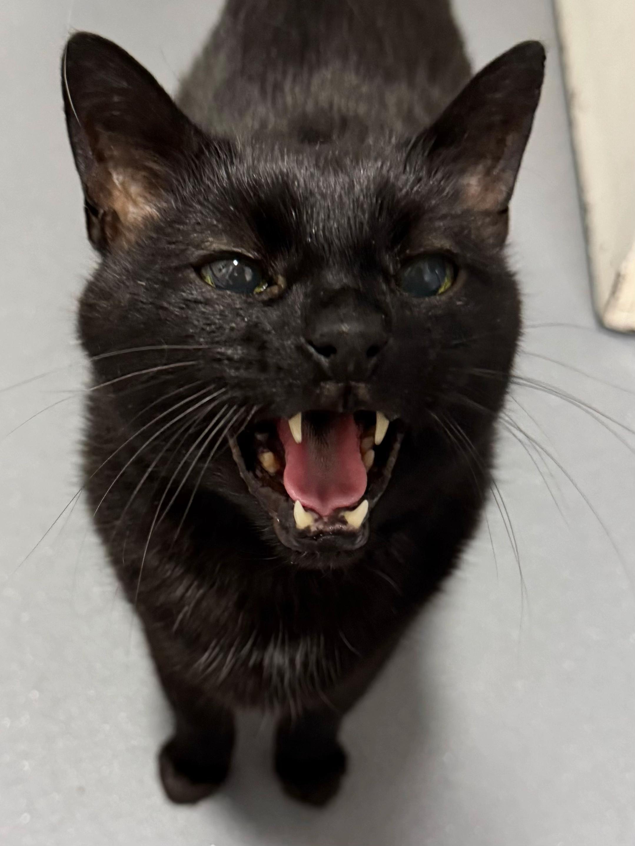 @Teefie_tribe 🐈⬛🐈⬛🐈🦷🦷