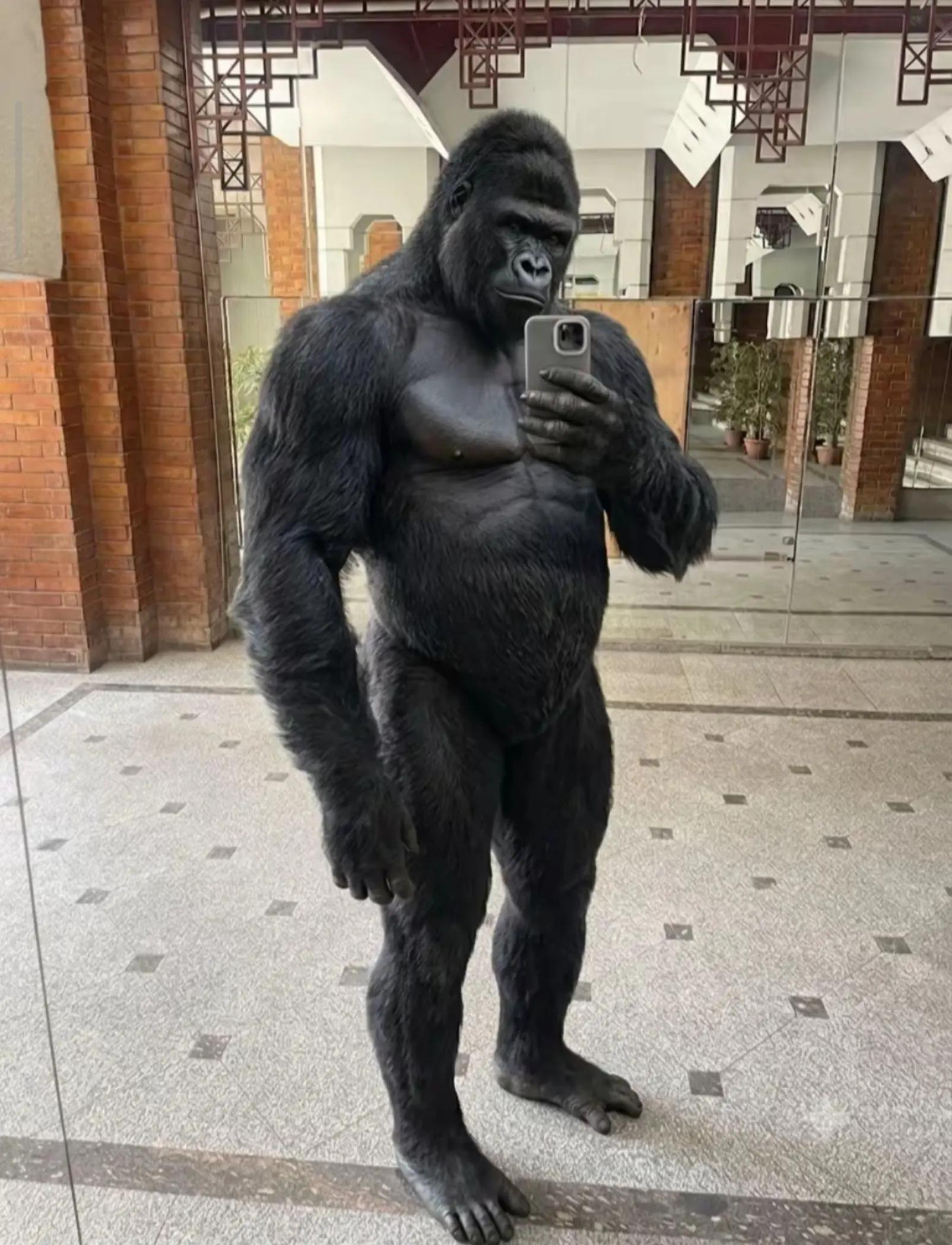 @Ahmed ashraf 🦍