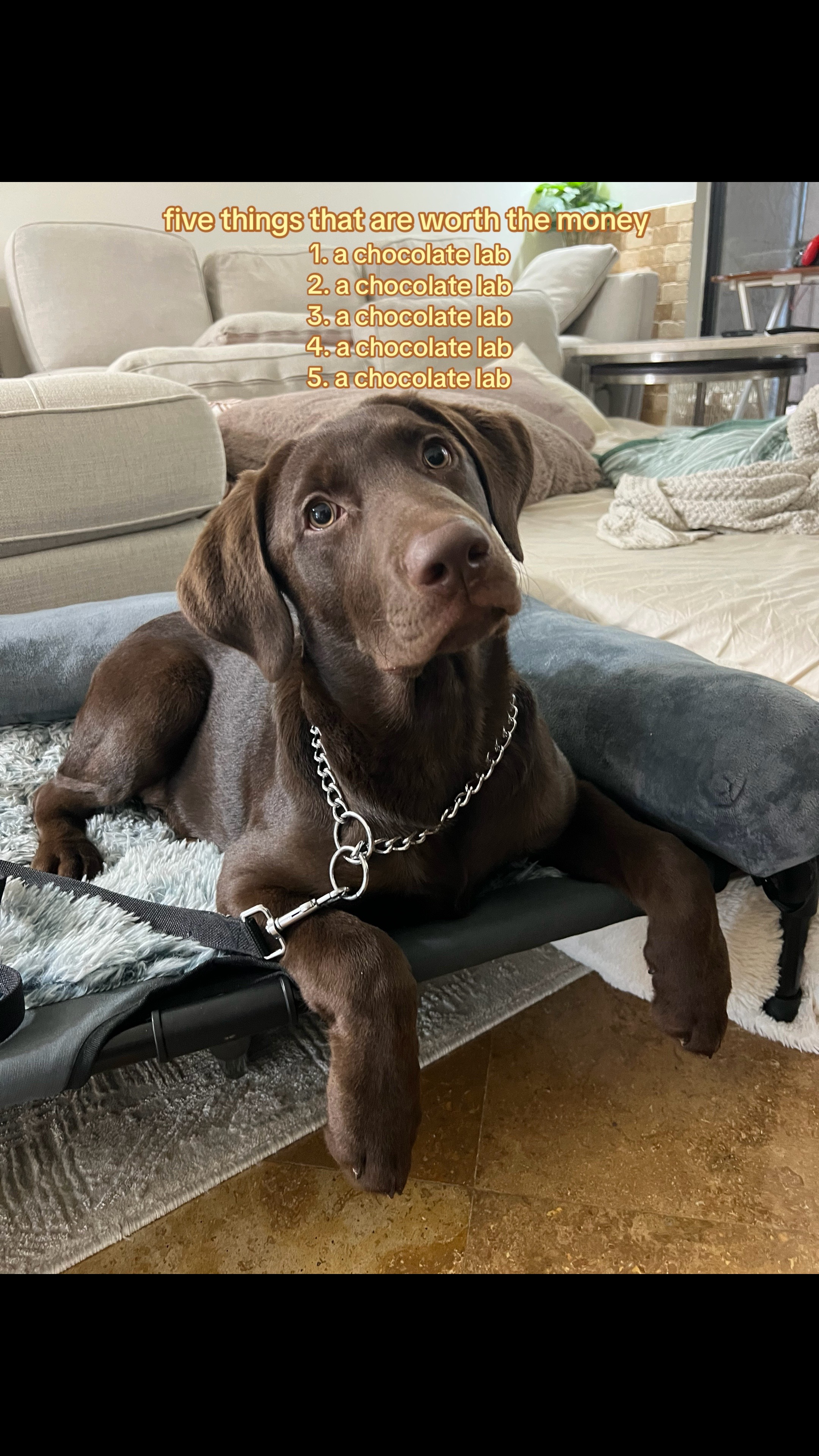 @Apollo the Choc Lab 🤎