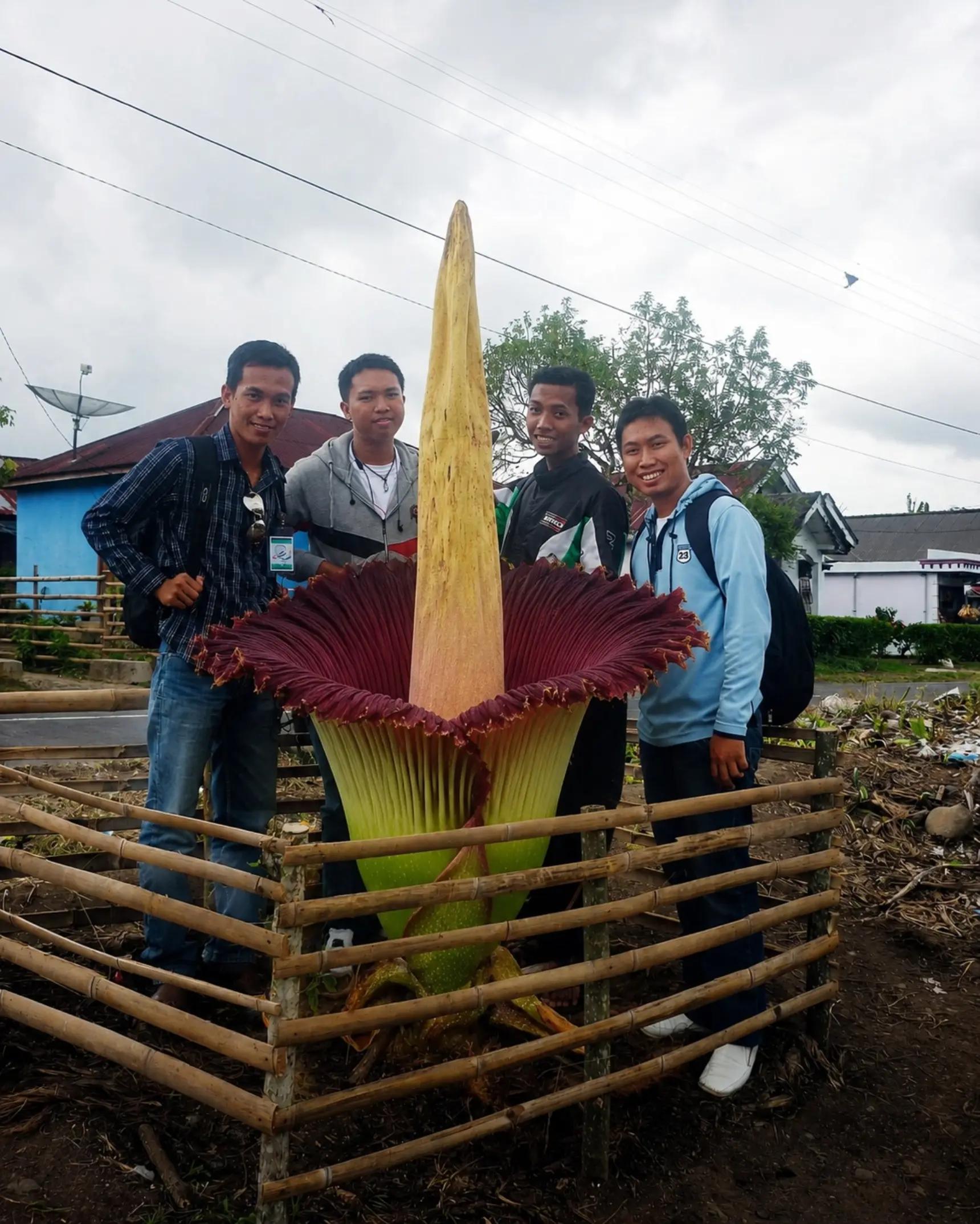 @Sofian Rafflesia