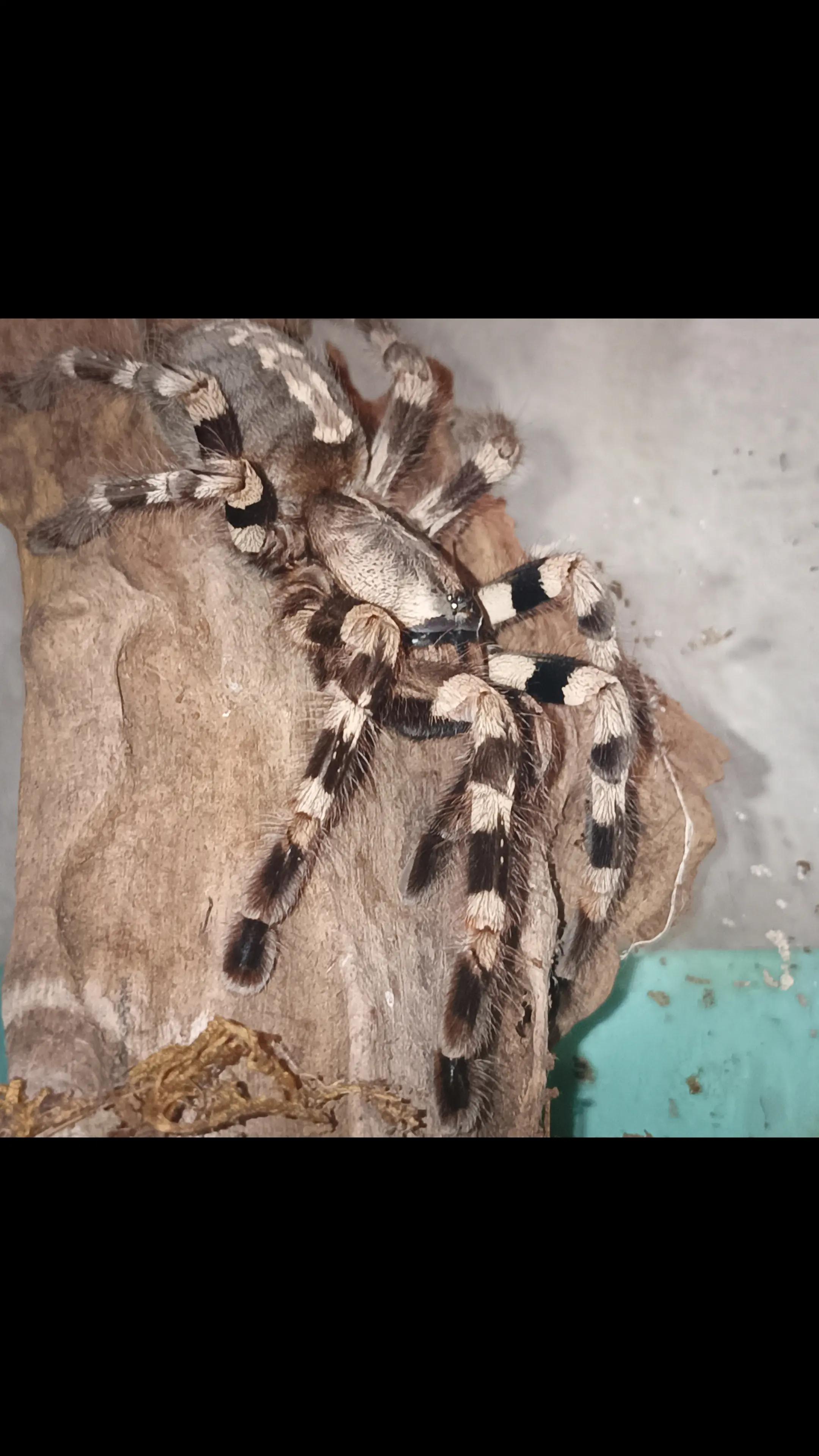 @pgv_arachnids
