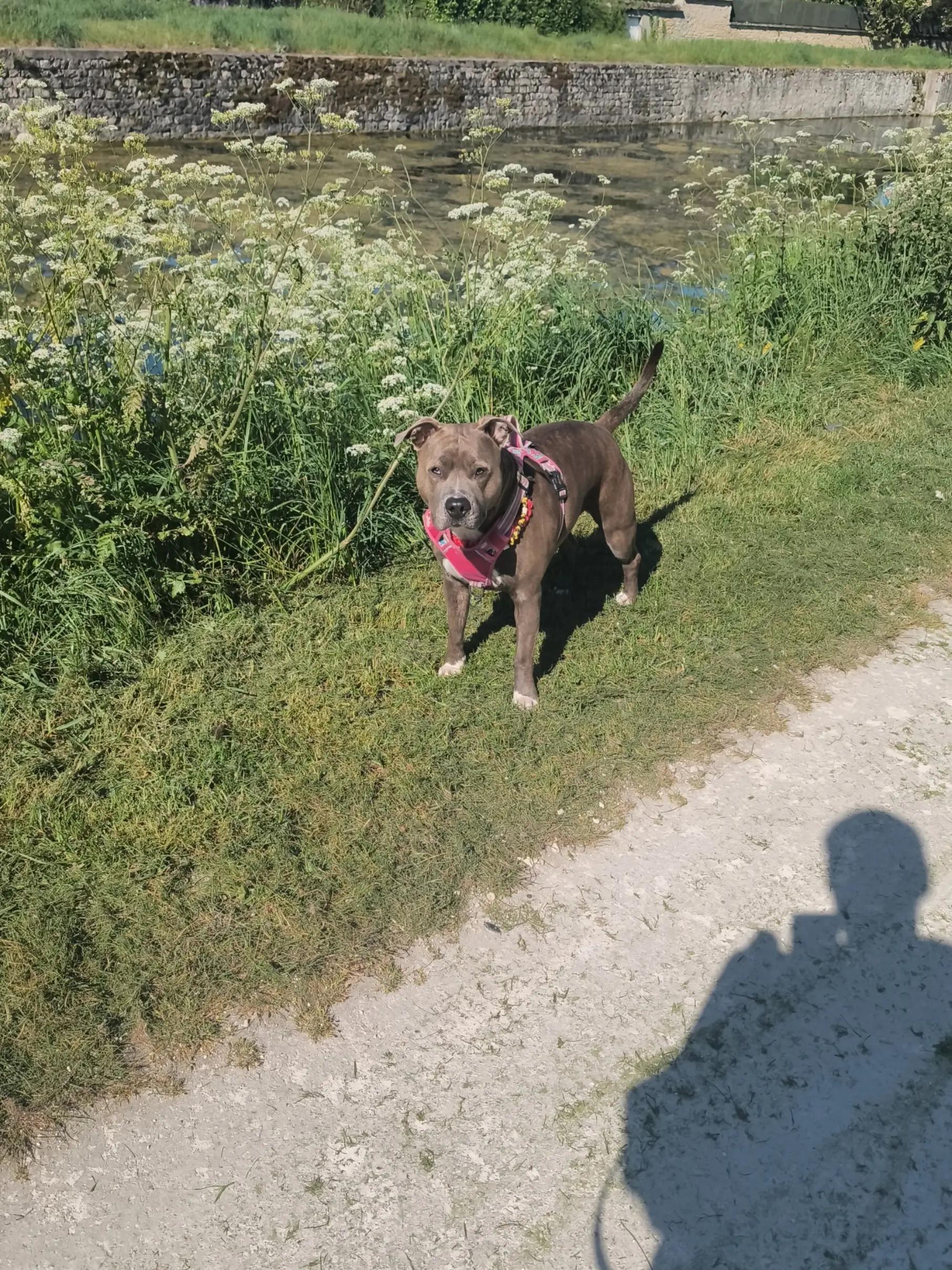 @Saphirlastaffy