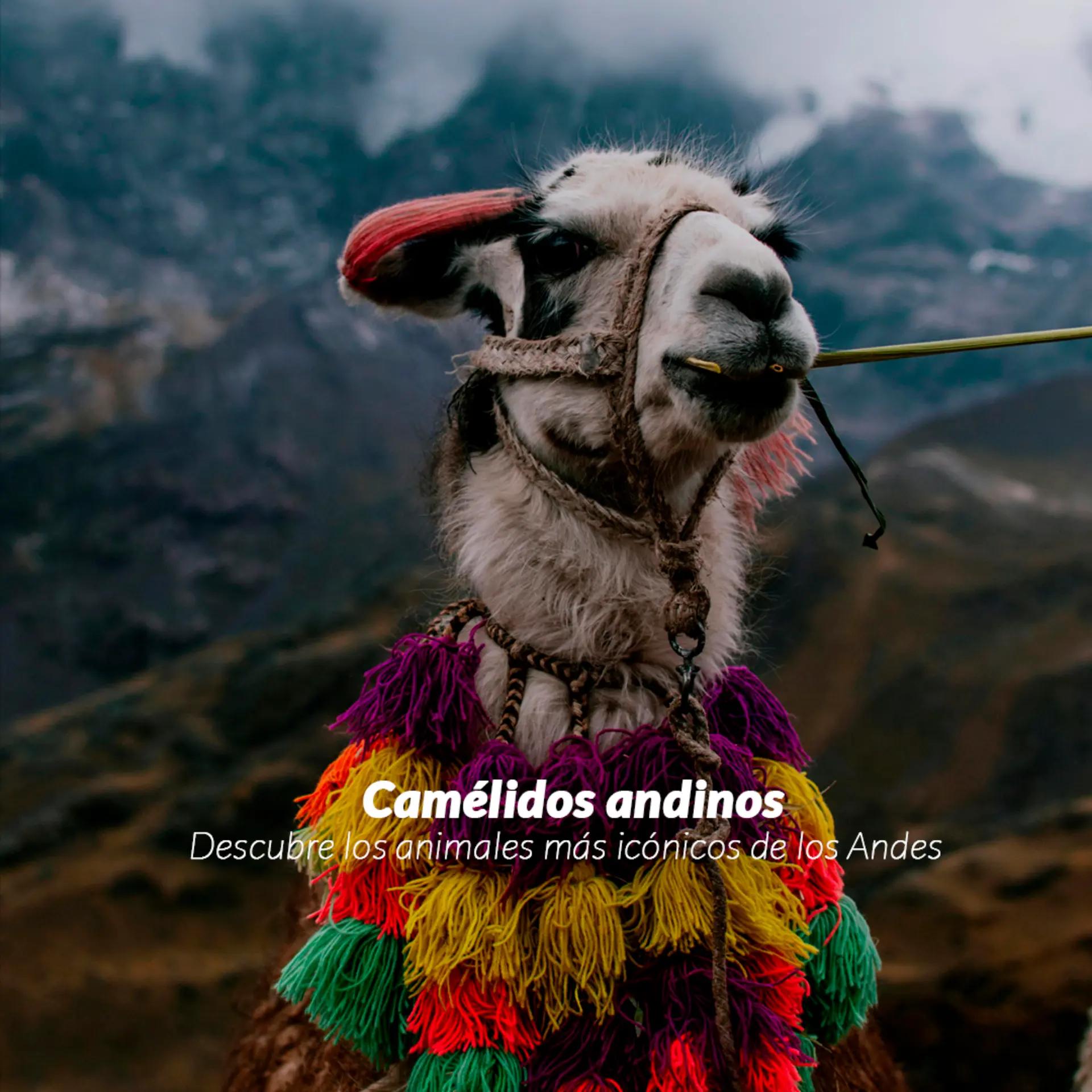 @Nian Cusco Tour