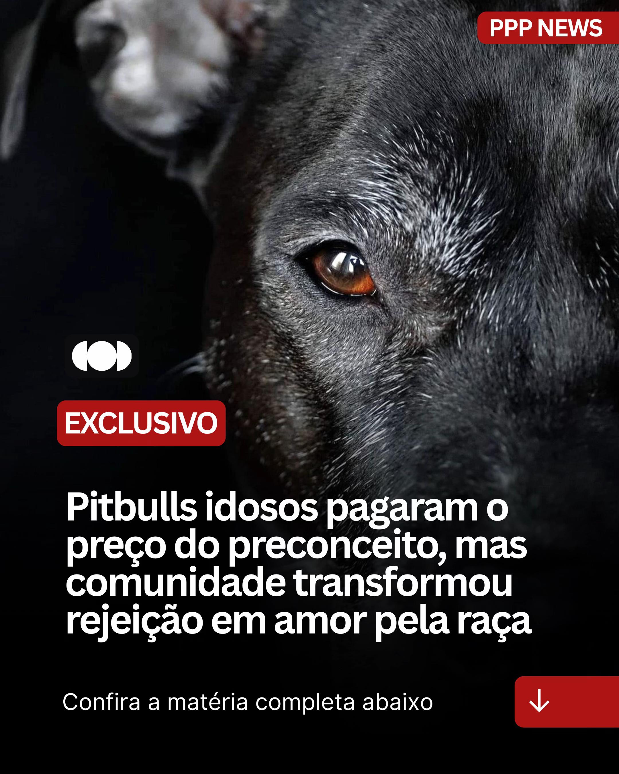 @PITBULL PLANET