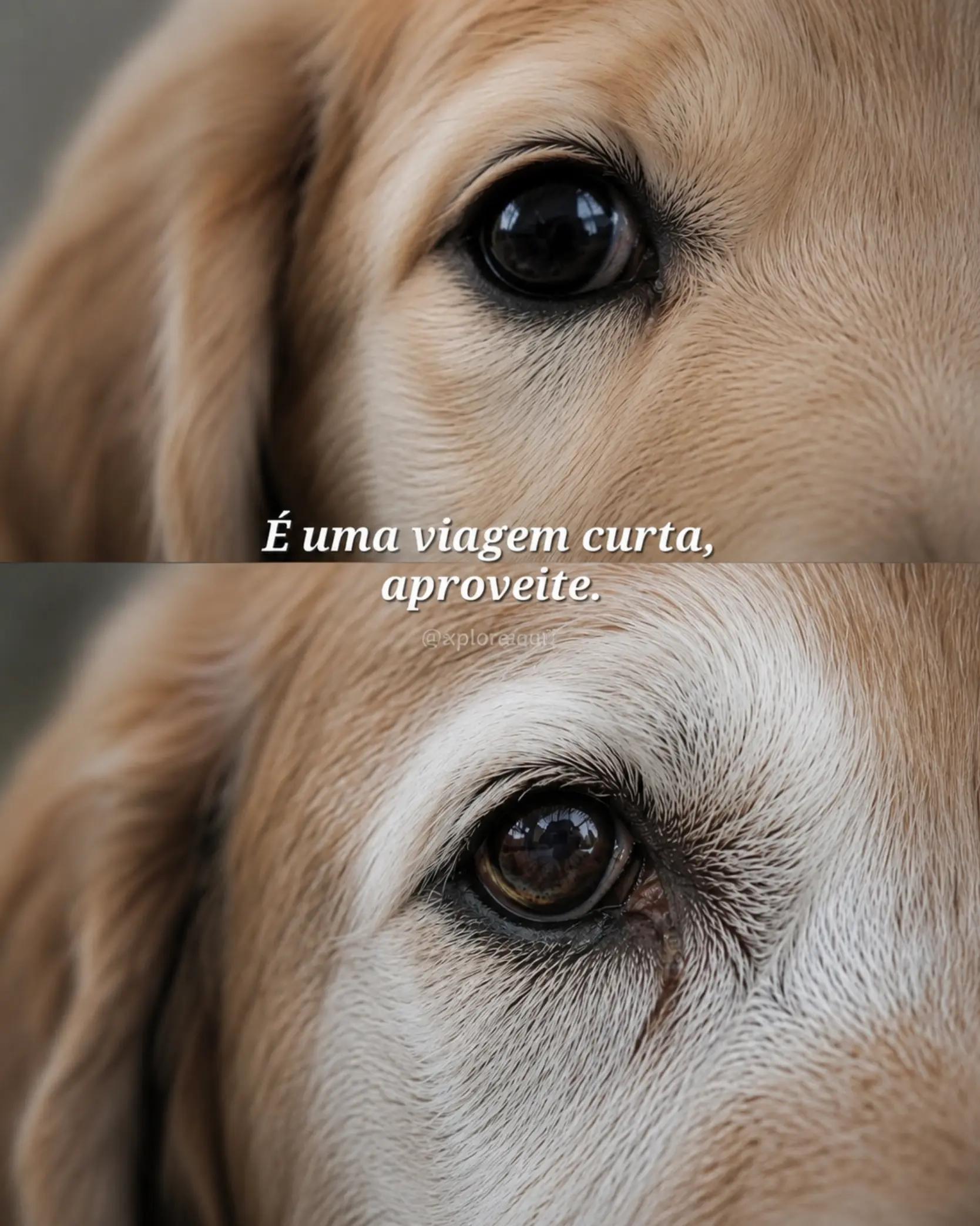 @Explore Aquii 🐾🐾✨️