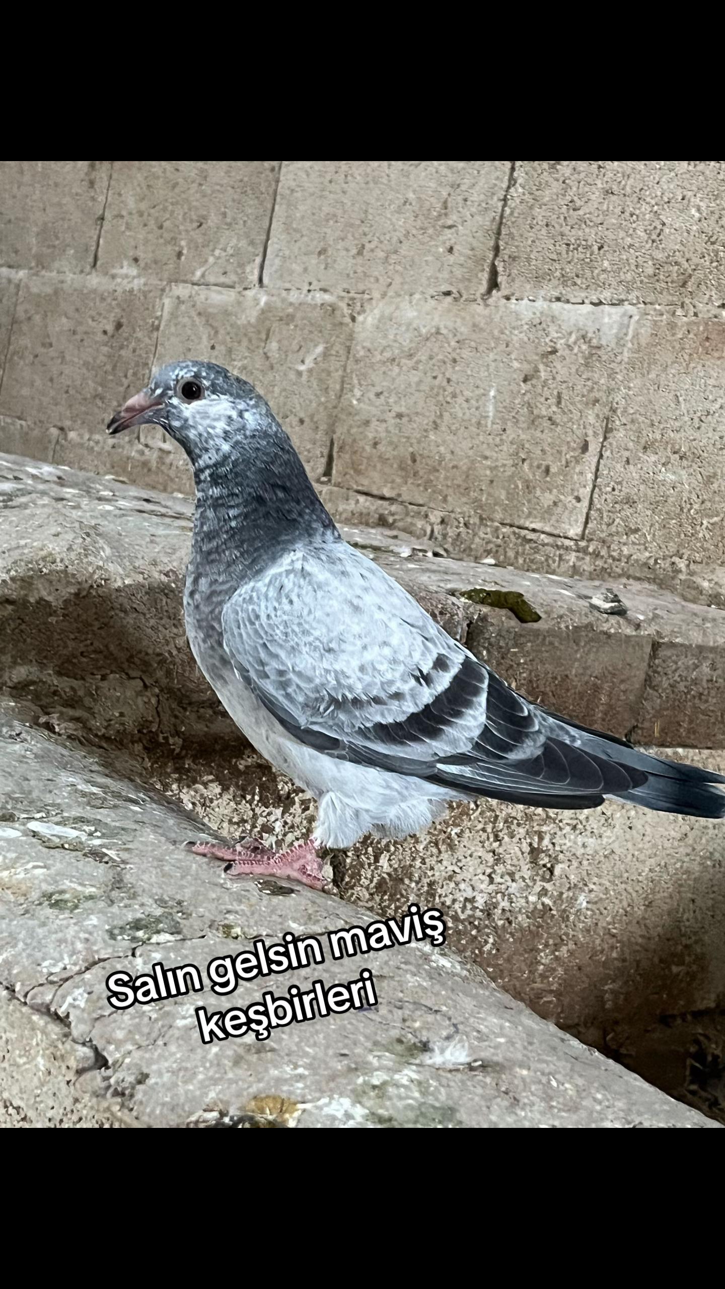 @⚜️Postacı kardeşler ⚜️