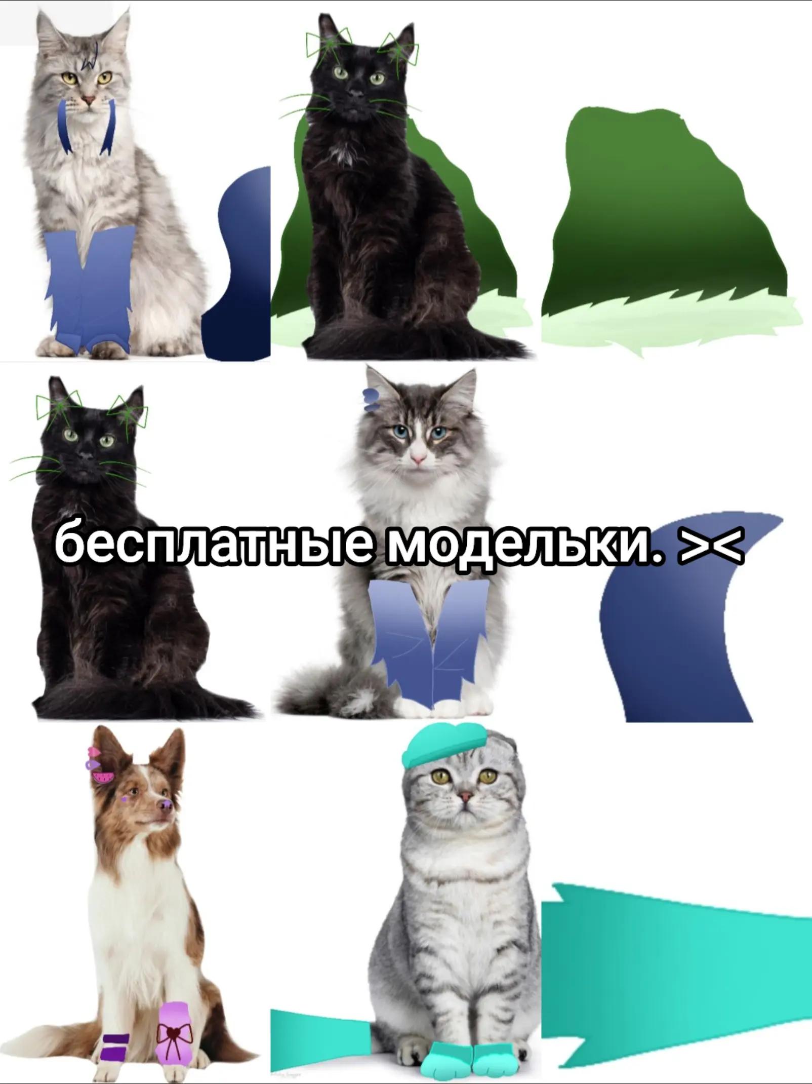 @собака Лейси👑|||🐶✅🐱✅