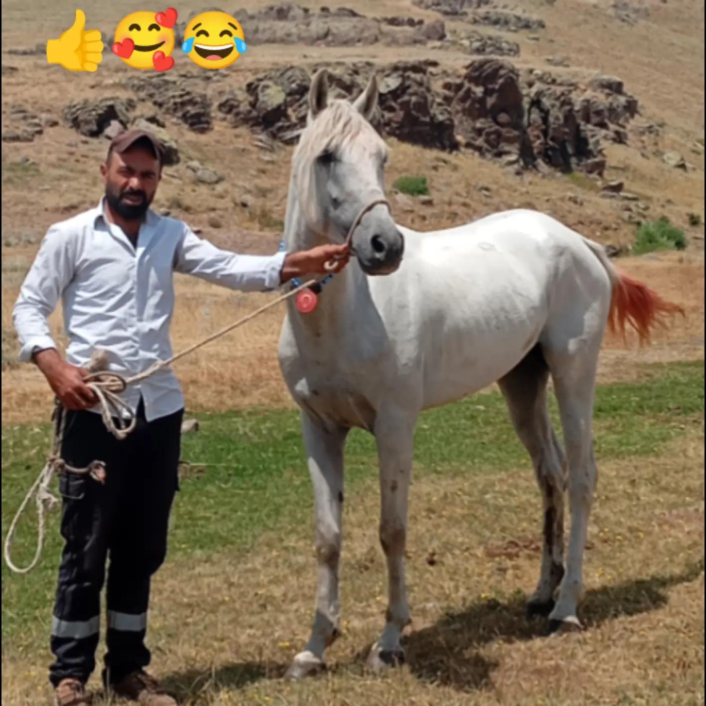 @&ccedil;atlı şaho