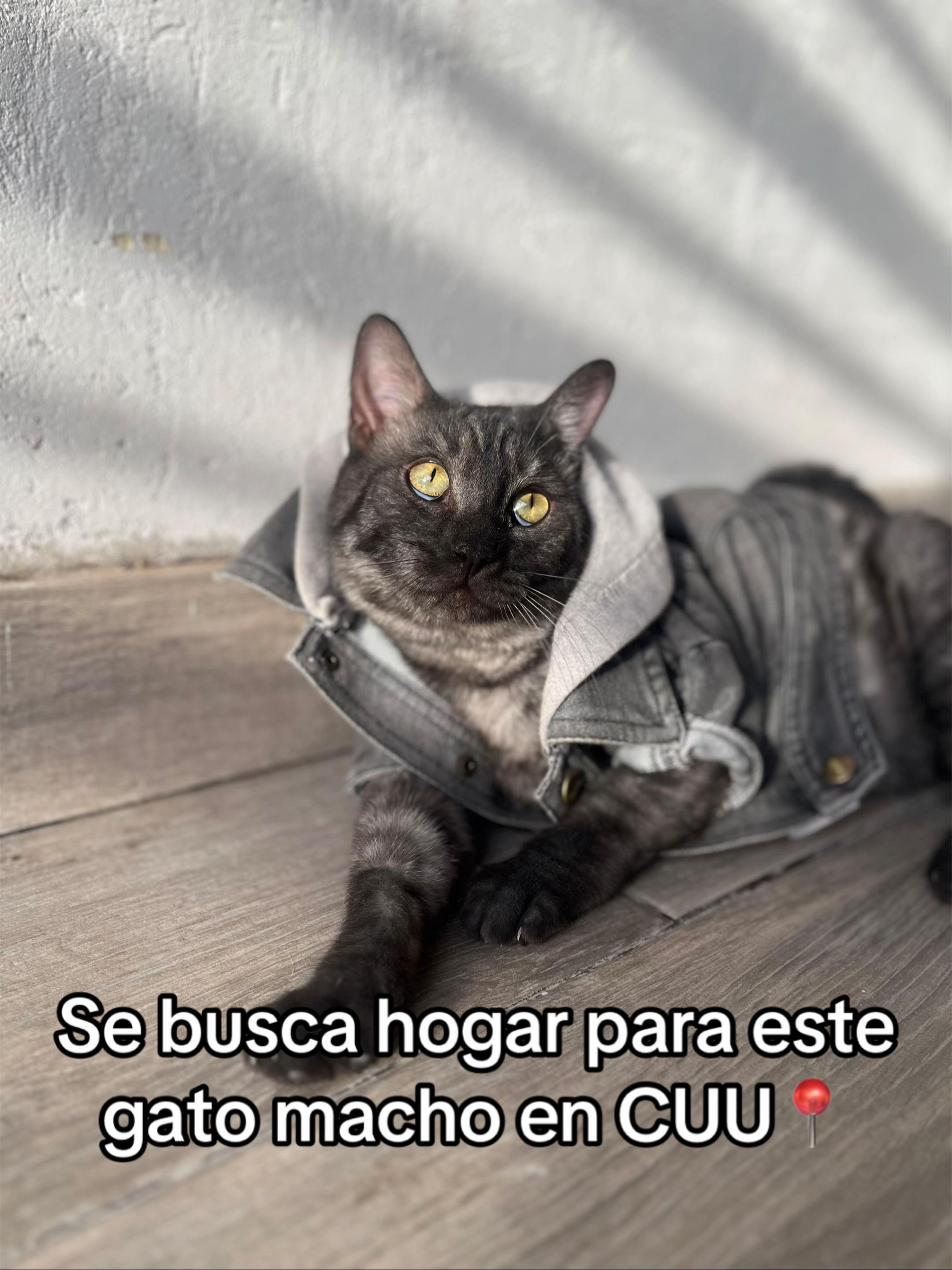 @Cosas de mis gatos 🐱
