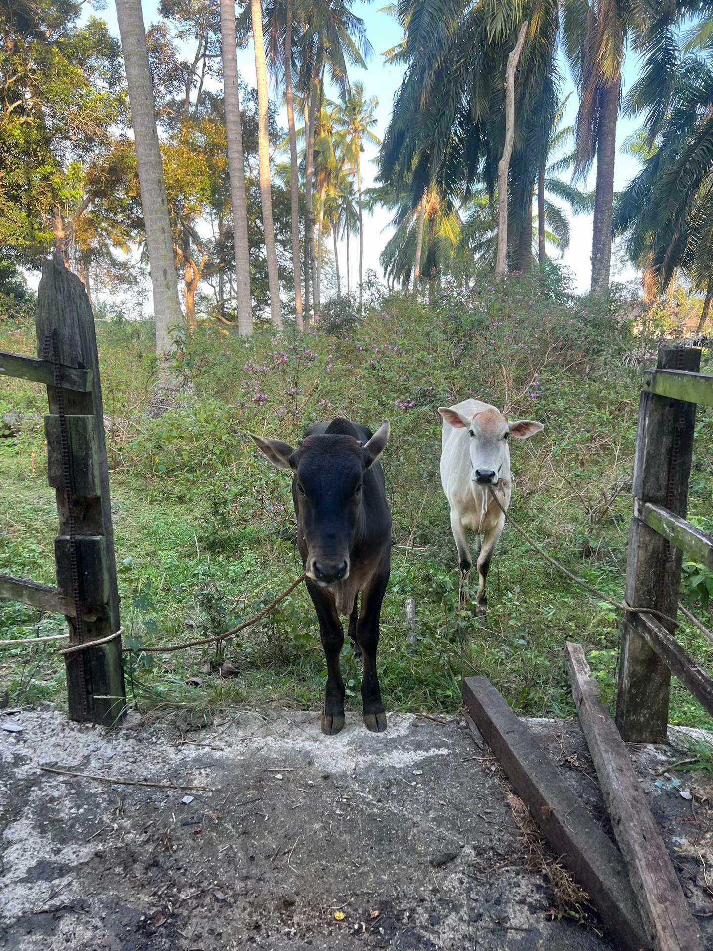 @Haziq farm