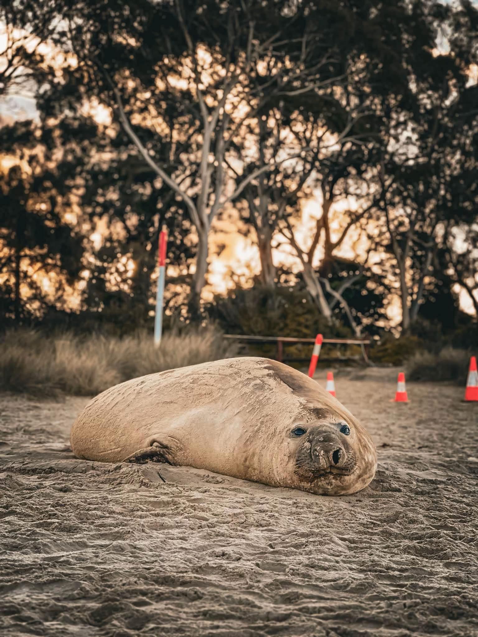 @Neil the Seal 🦭