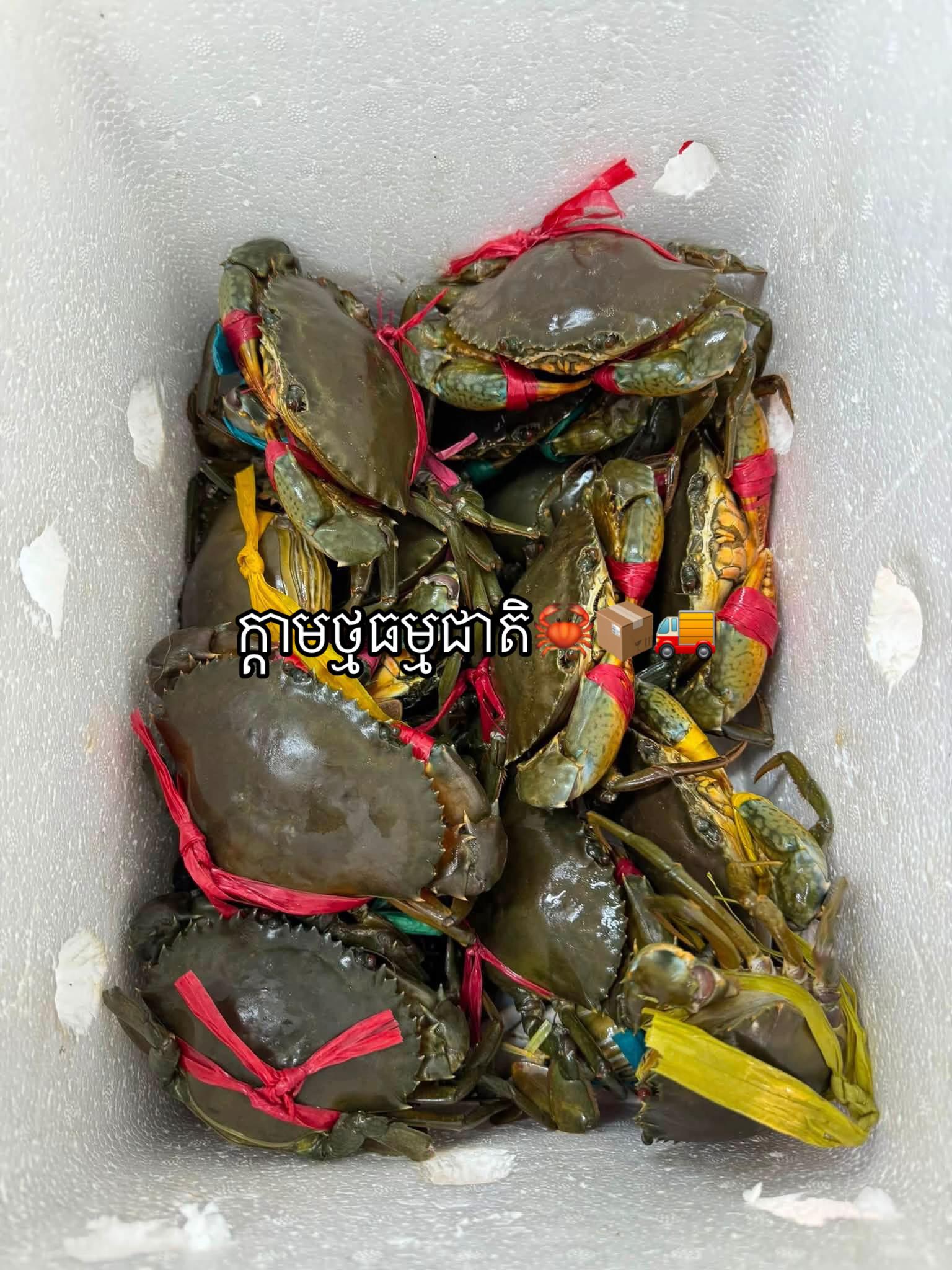 @កំពតគ្រឿងសមុទ្រ