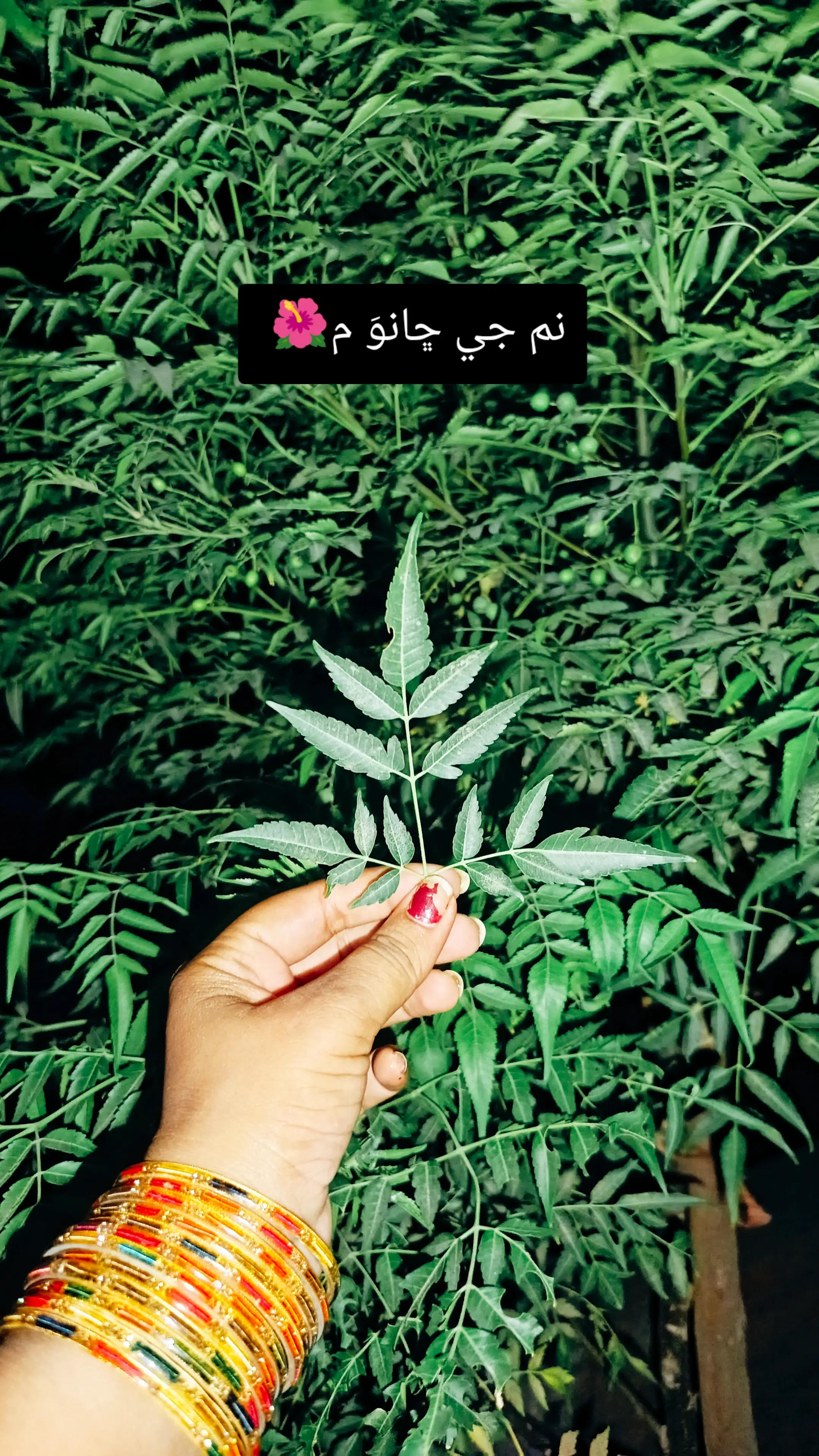 @رمشا سجاد نظاماڻي 🌺🌎