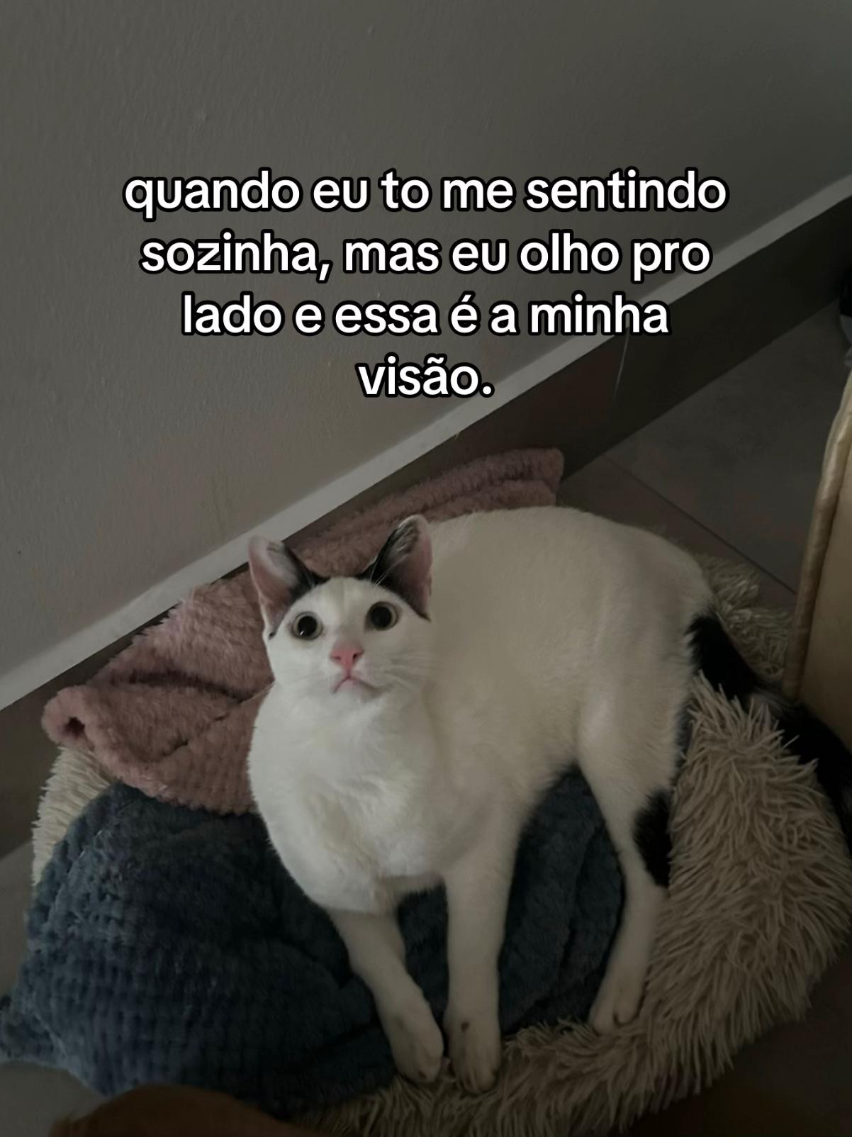 @cantinho pet