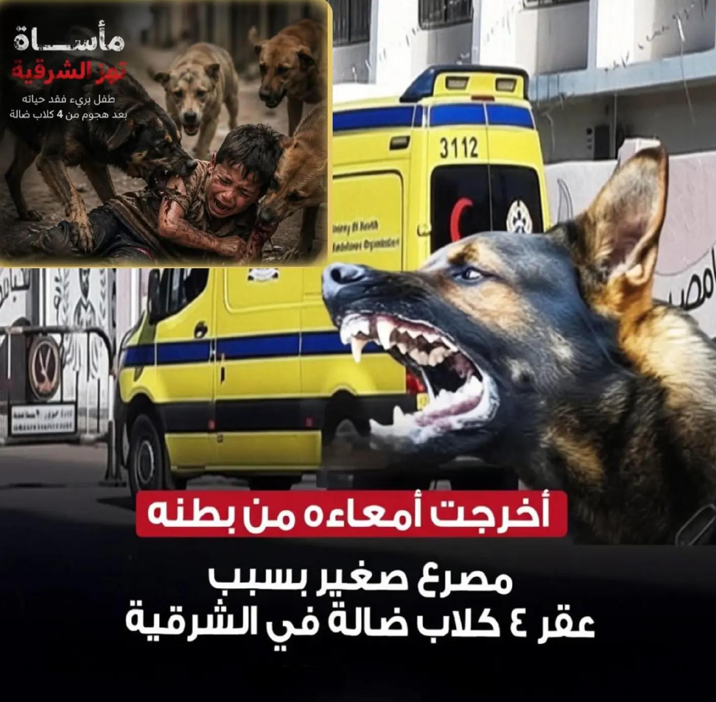 @عزت الهواري