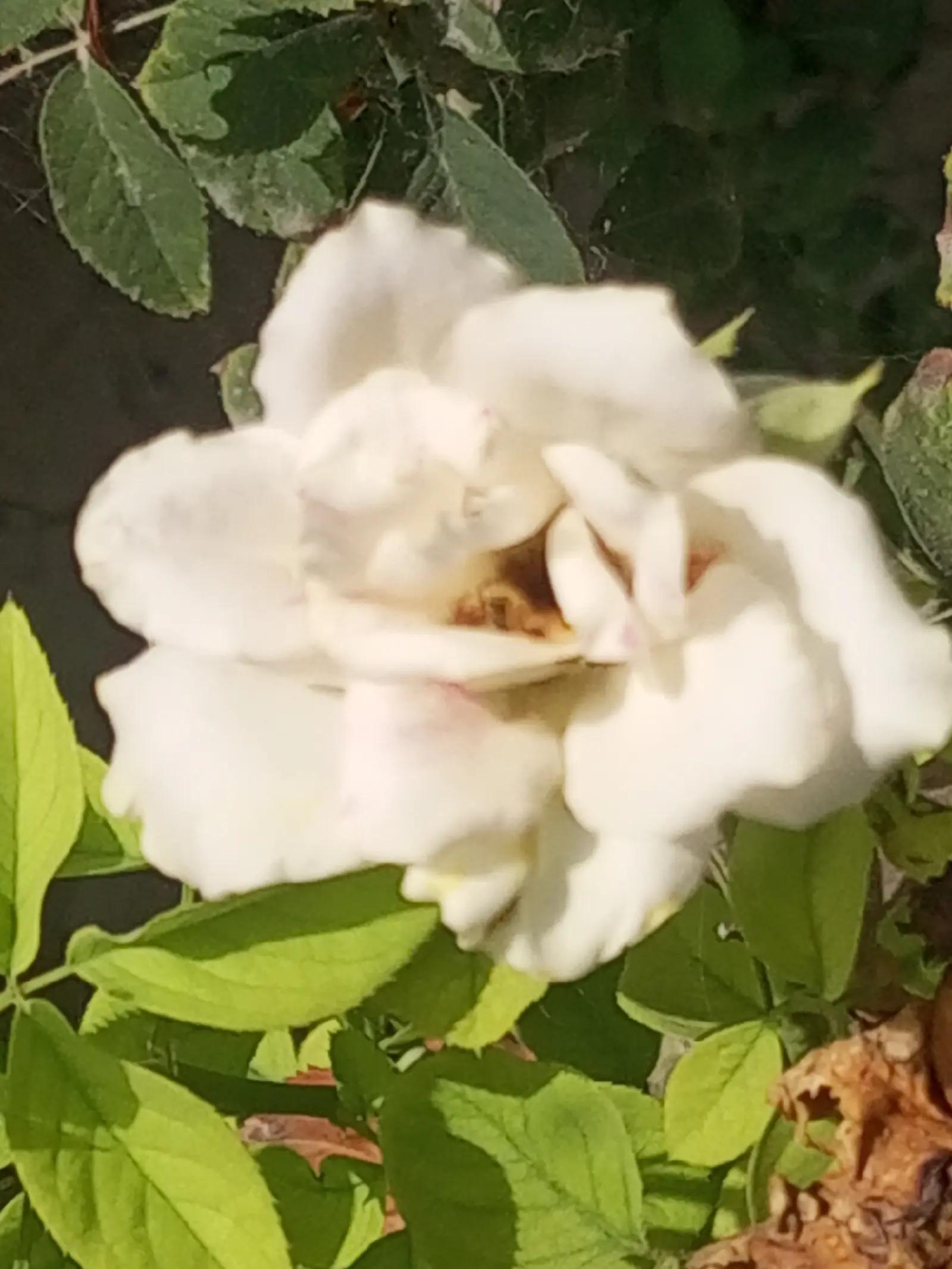 @جام خلیل خانپور