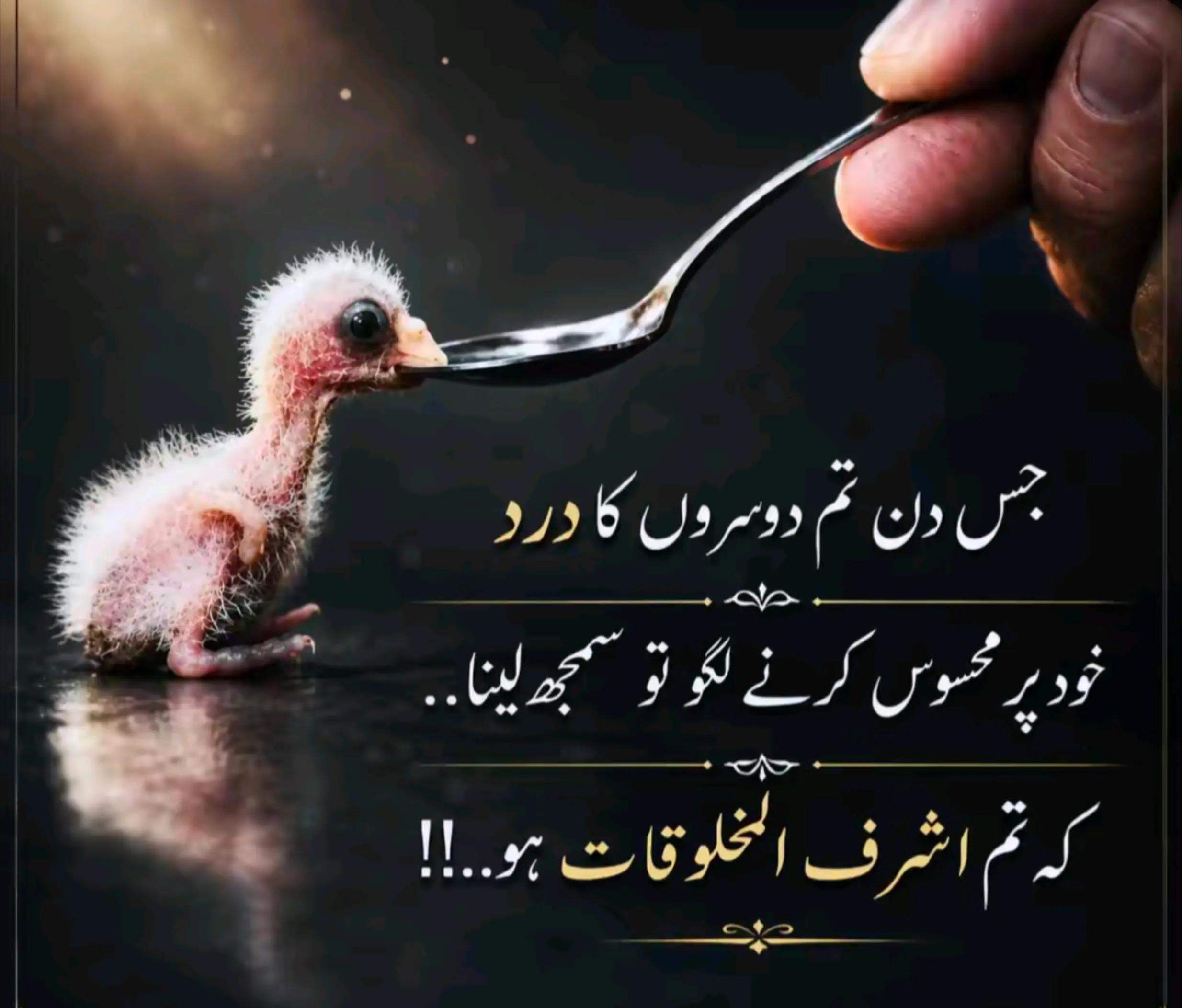 @Taimur Zaheer 🤍