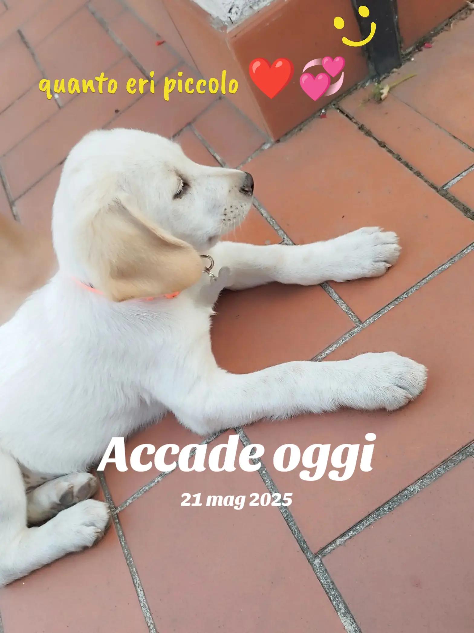 @💎QueenRibelle💎🍀(Chiara)