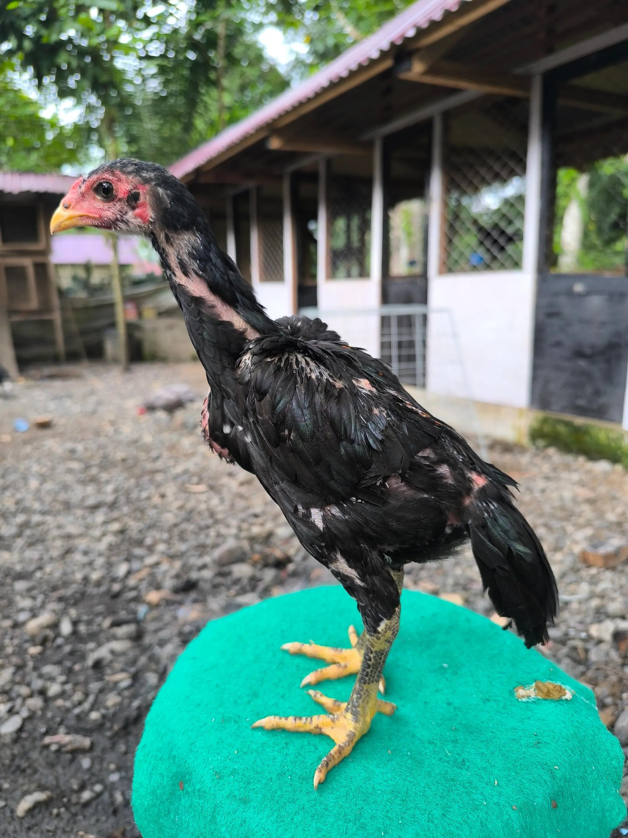@TUAH FARM ACEH