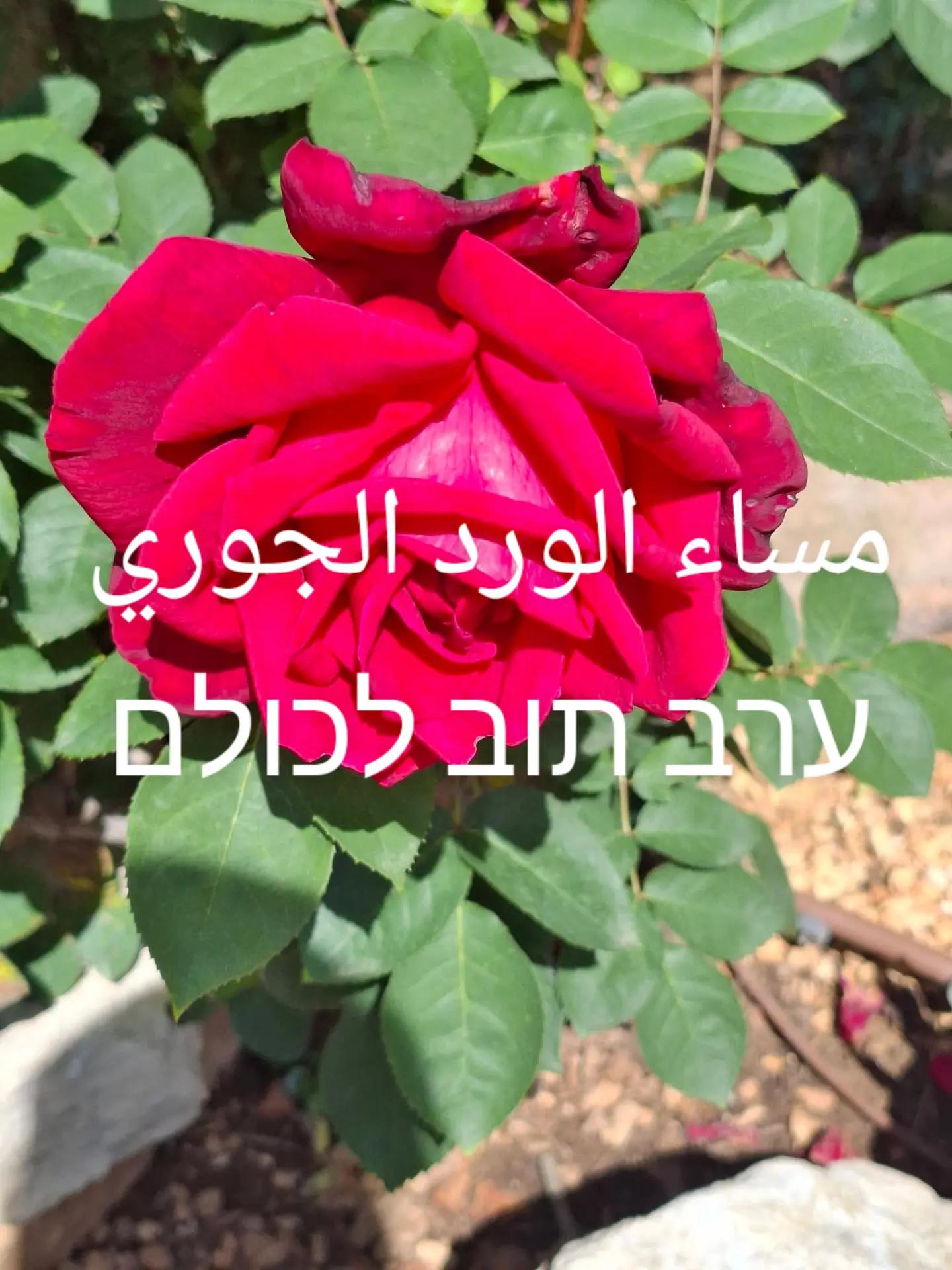 @Nazeeh Yamin