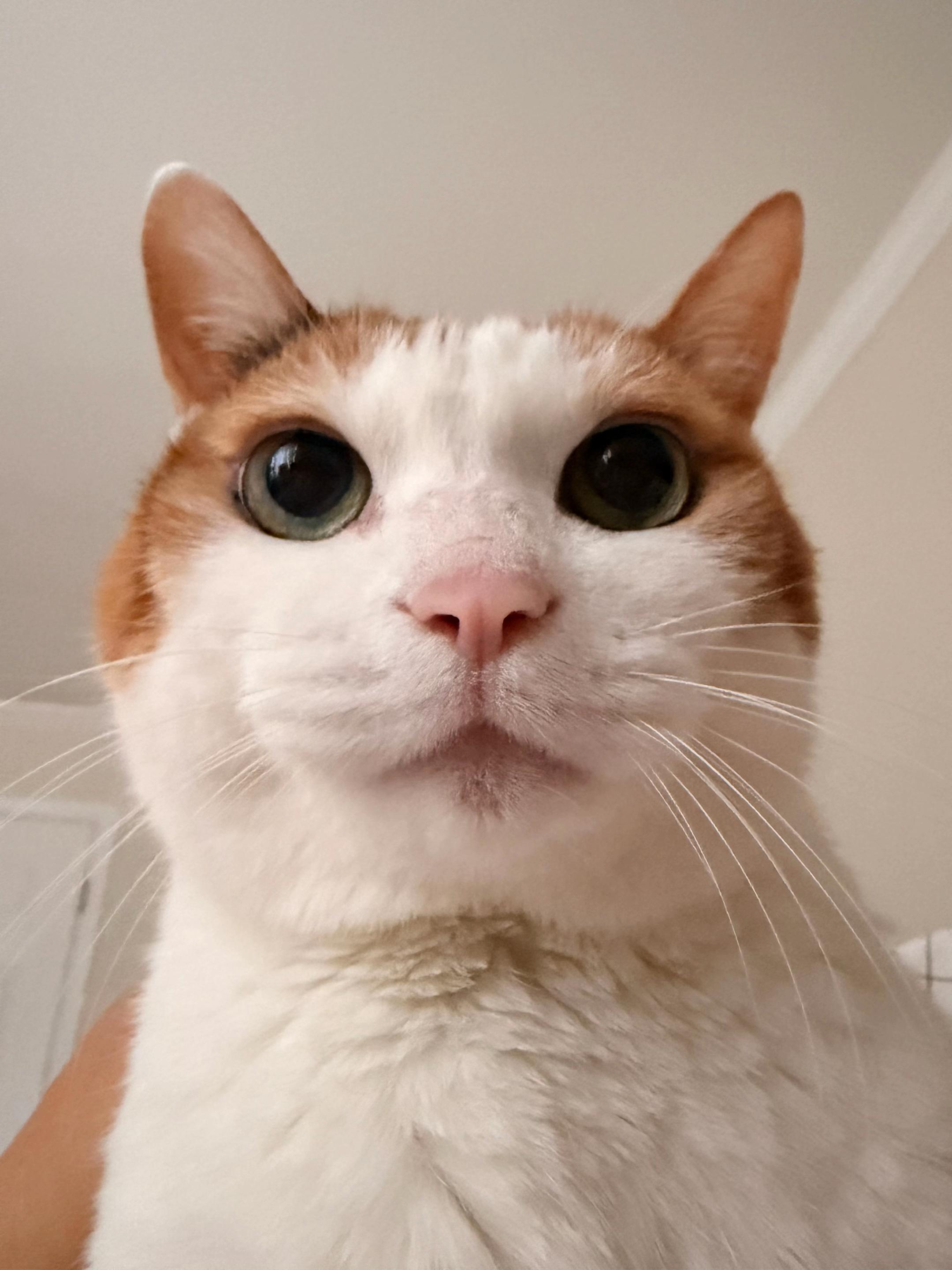 @Miyopet