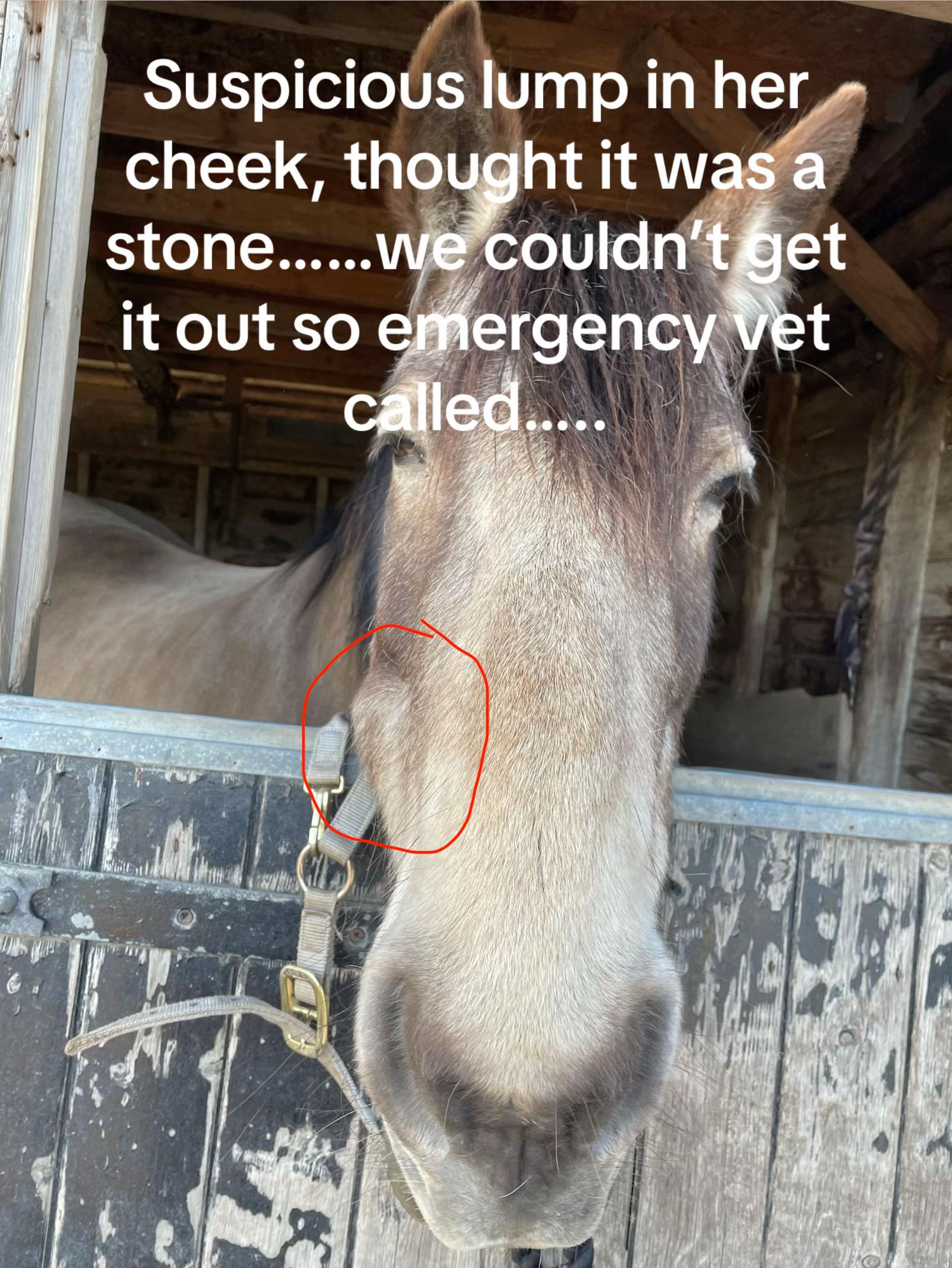 @Handmade By Horse-mania