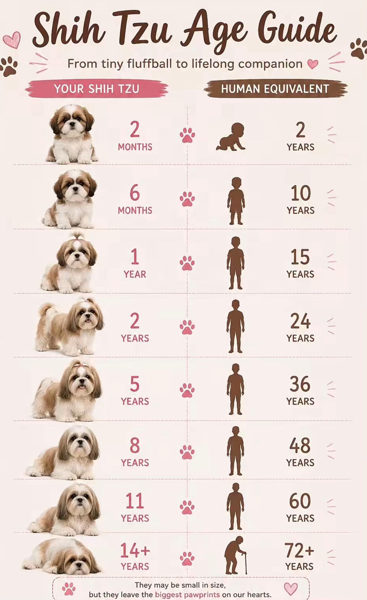 @Teacup Shih Tzu Puppies