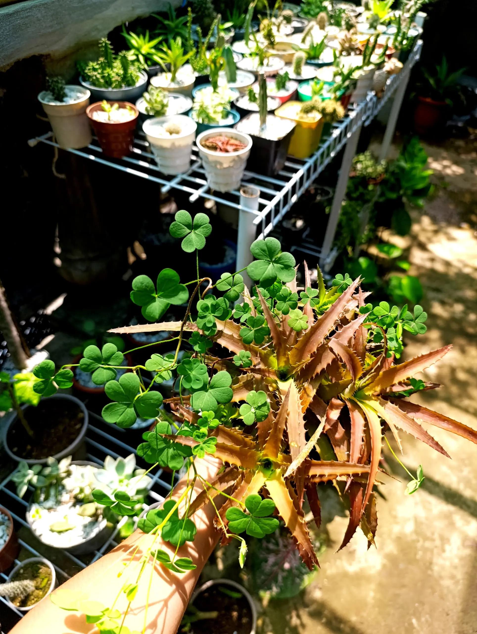@CACTUS JARDIN DE ESPINAS