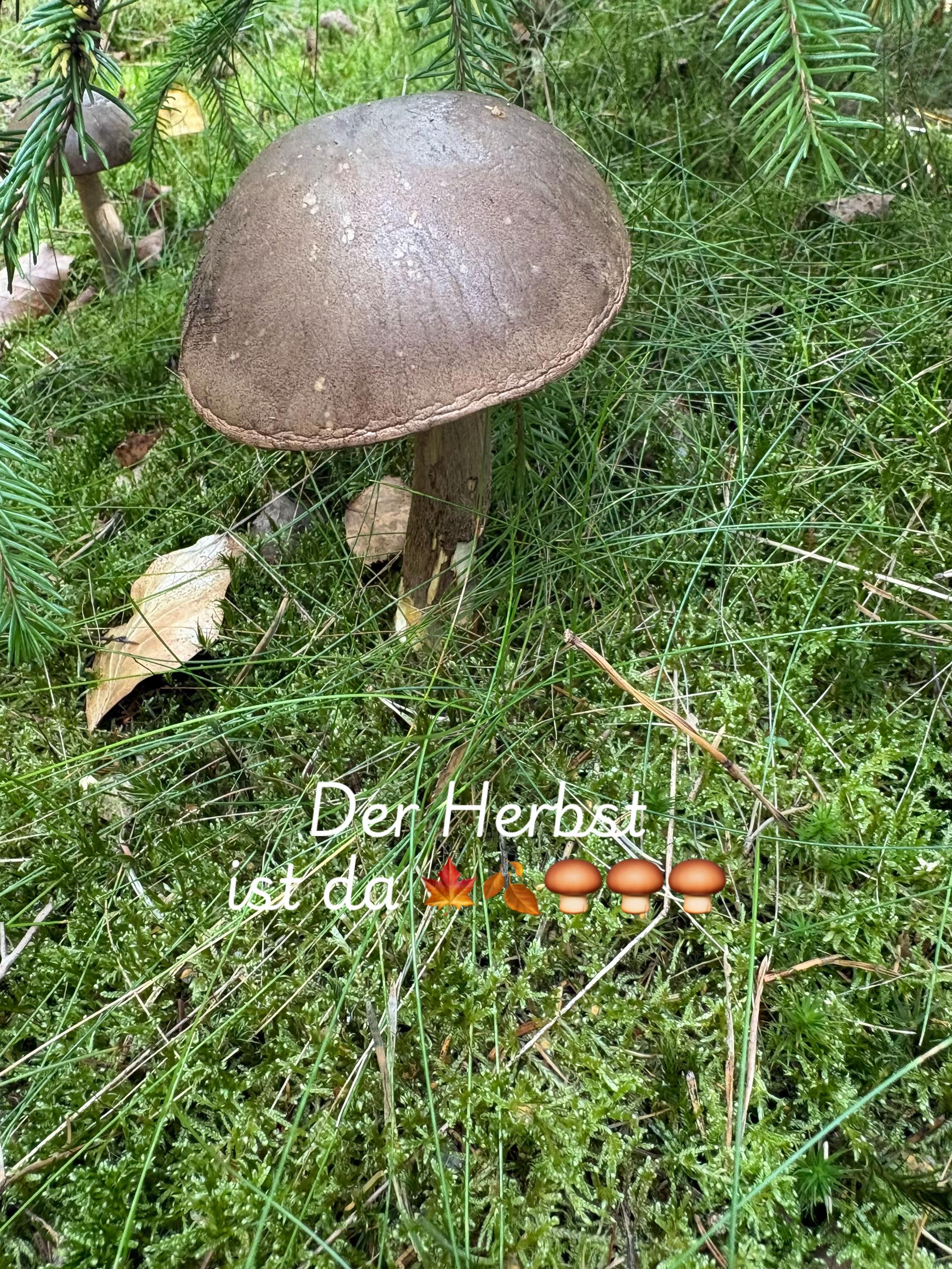 @Heinelieschen 🪶Team Hawker🪶