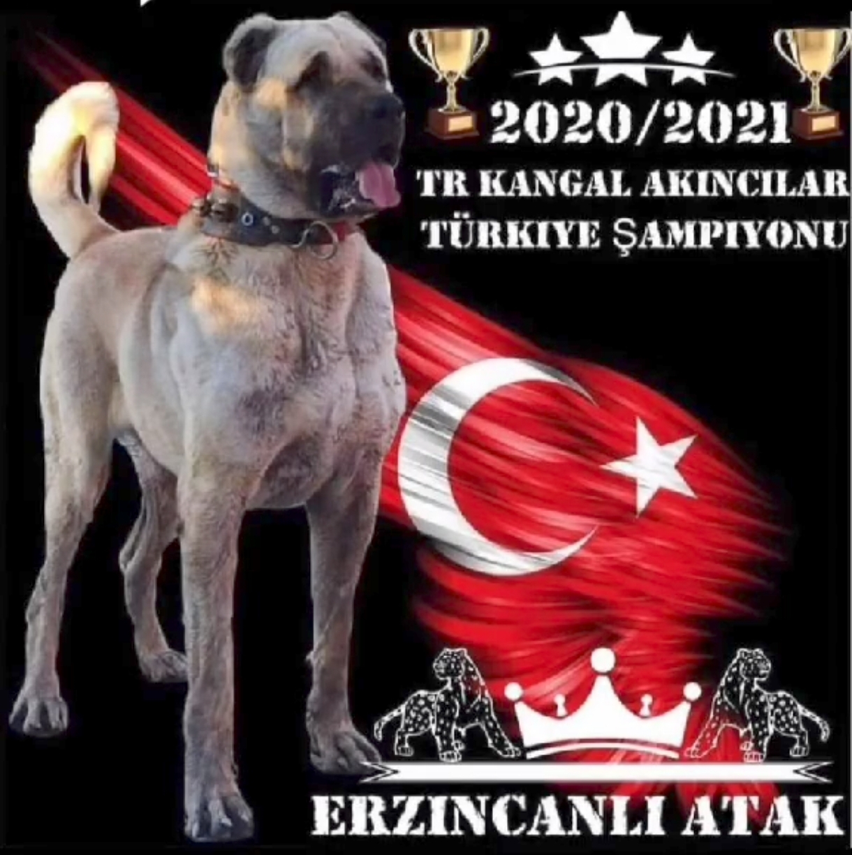 @🏆 TRKANGAL23 🏆