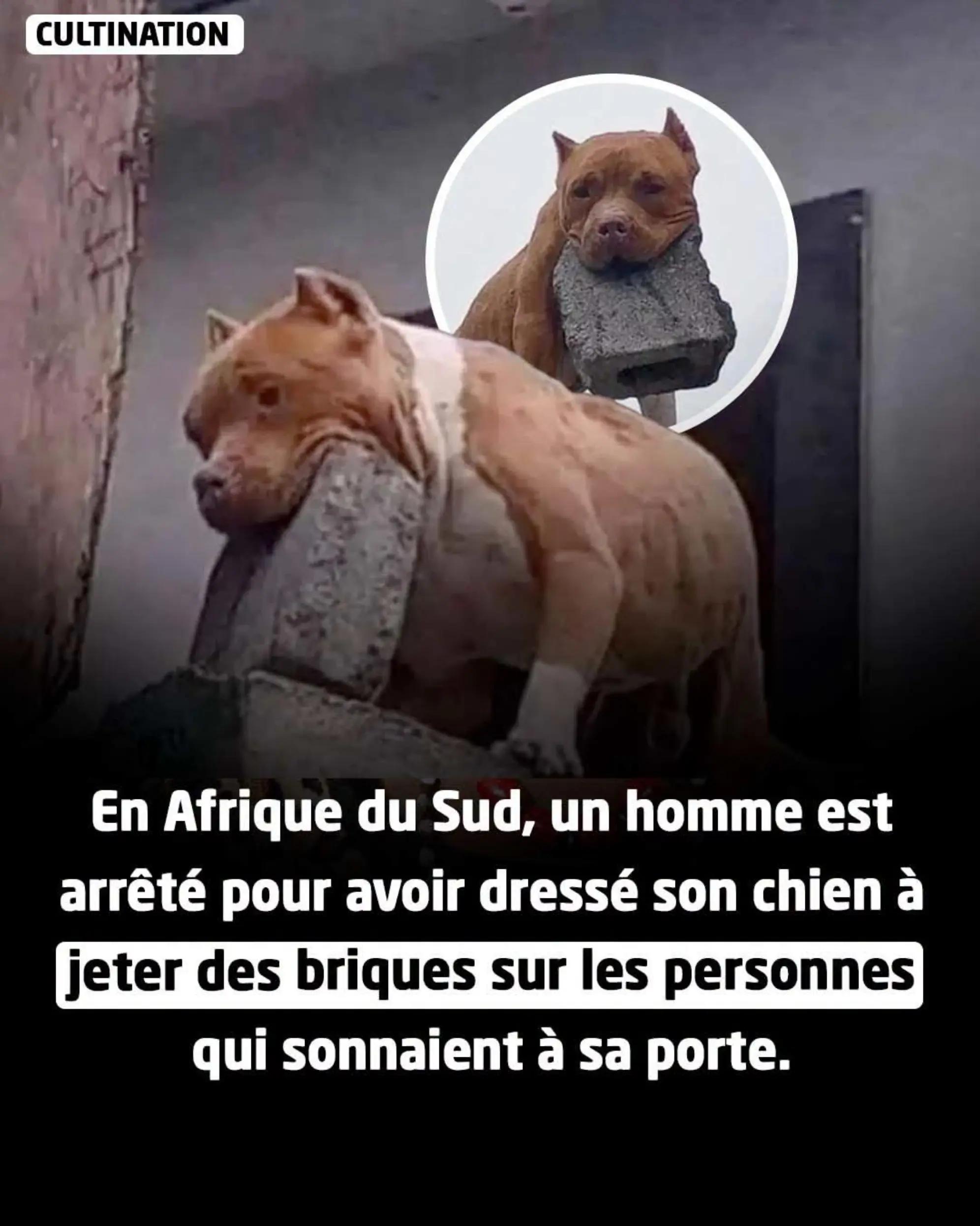 @Irie Boerboels Sn