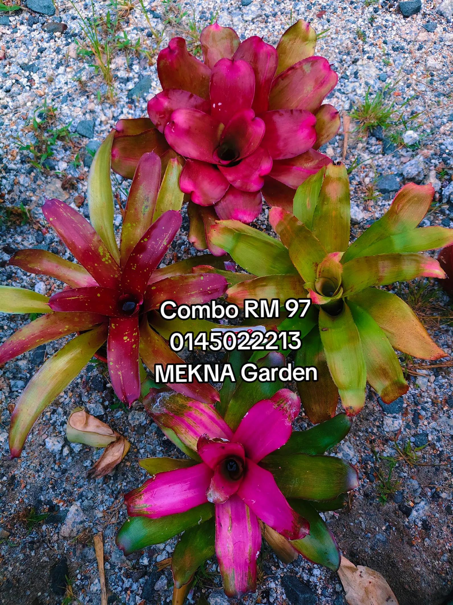 @MEKNA Garden