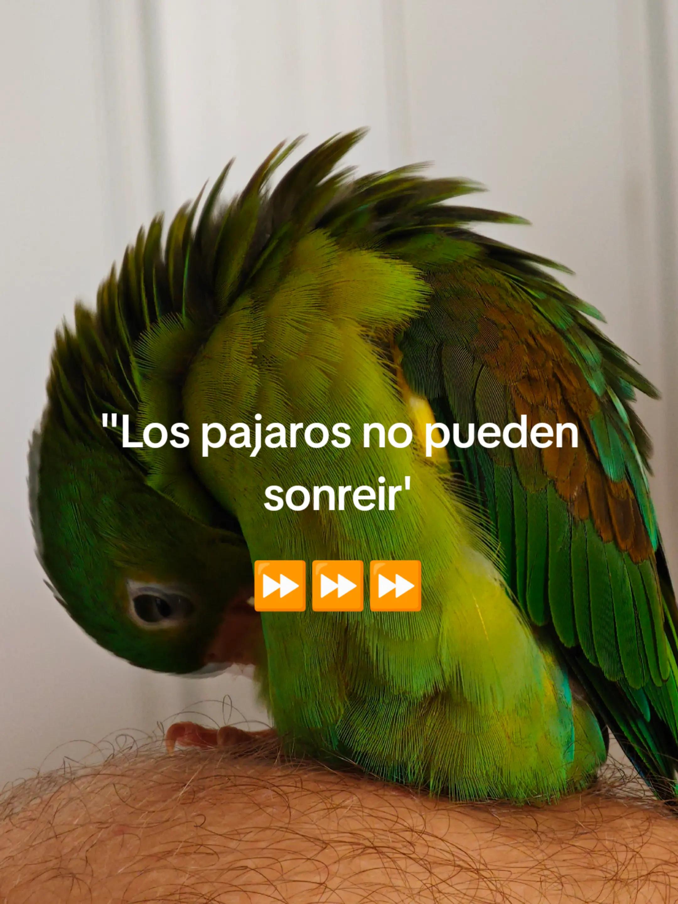 @Pohli