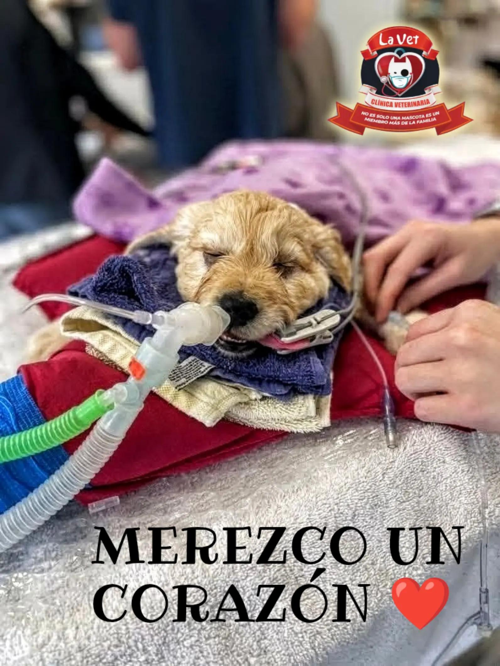 @Clínica la Vet Oriente
