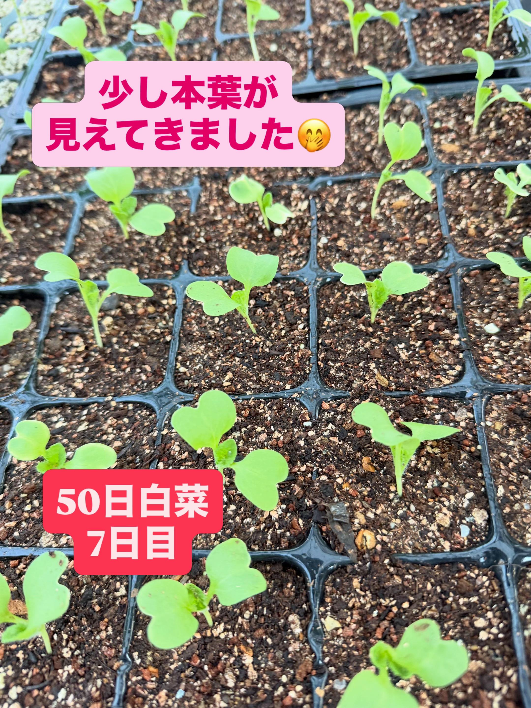 @堀井農園