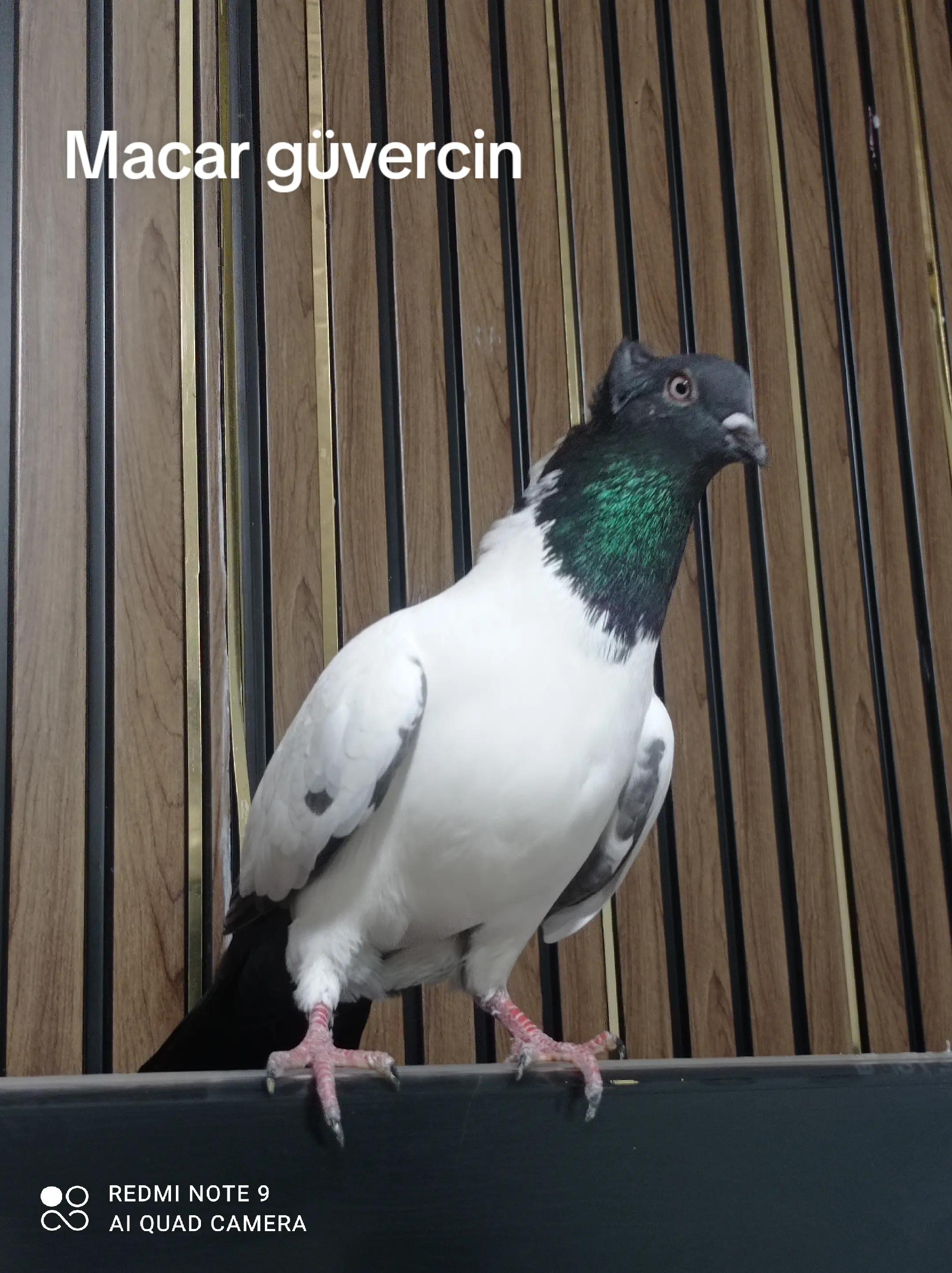 @deniz kayıkcı 73
