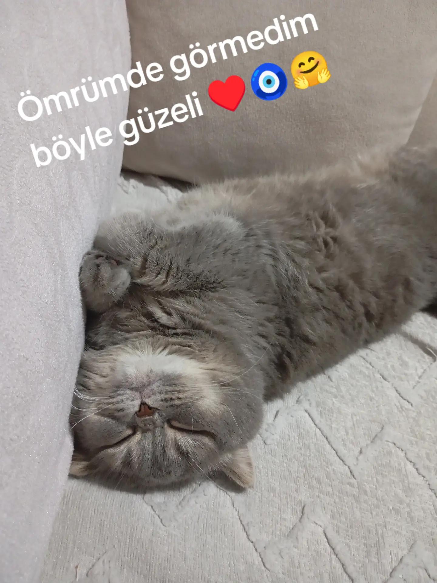 @evimizinbirtanesi