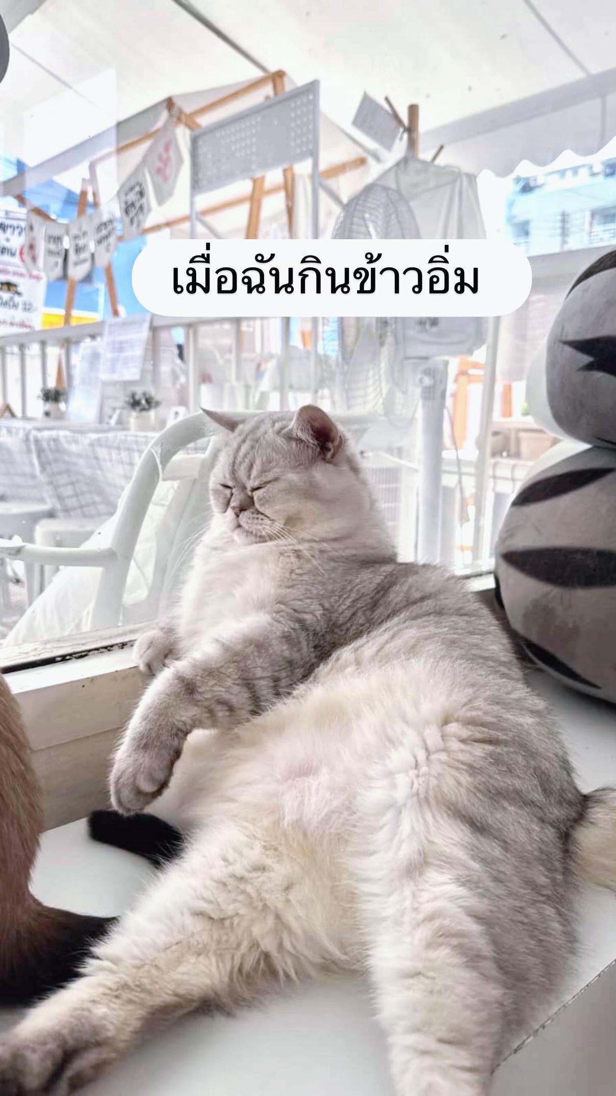 @คาเฟ่แมวโมริ Mori cat cafe'