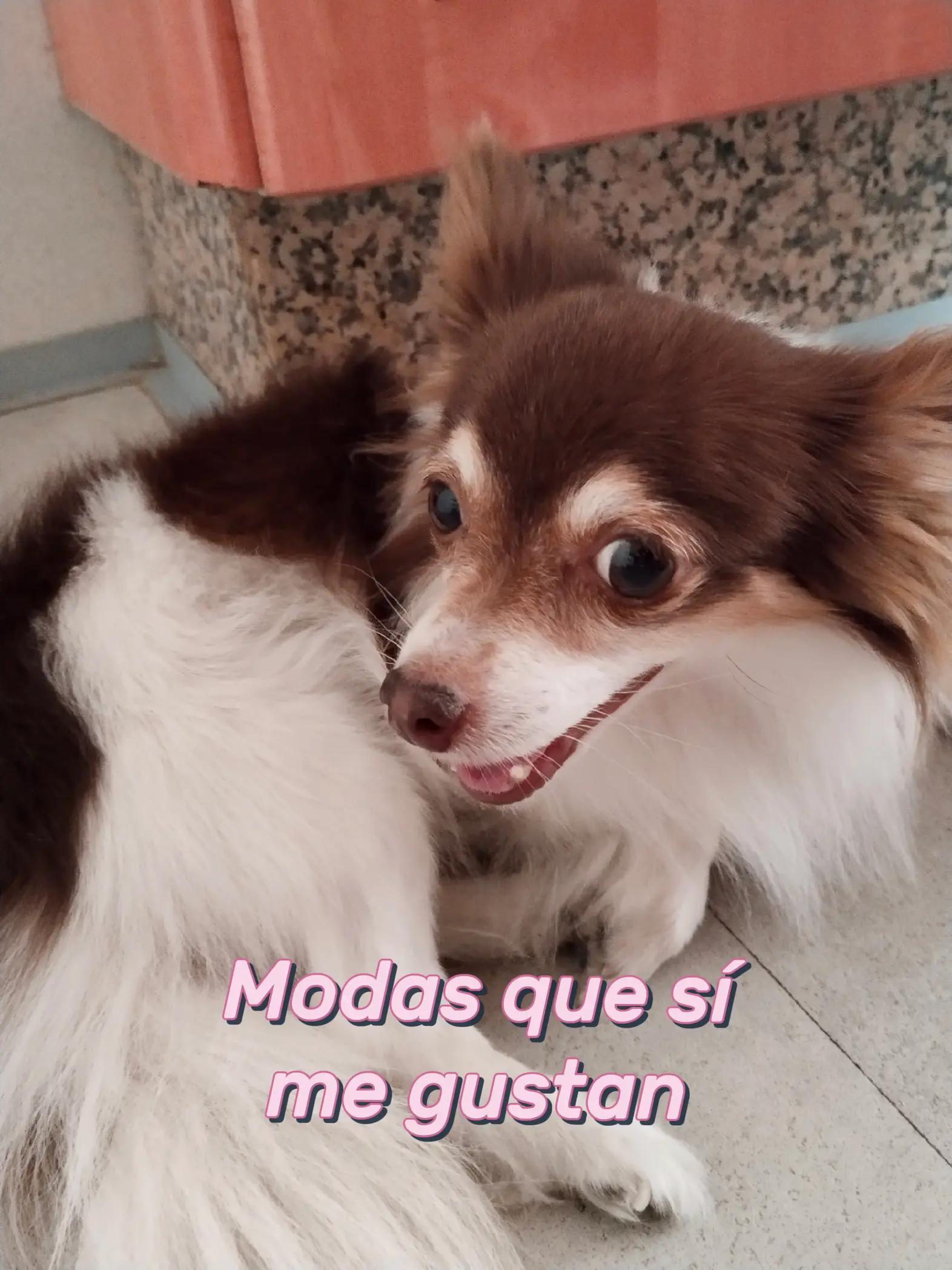 @𝓣anya