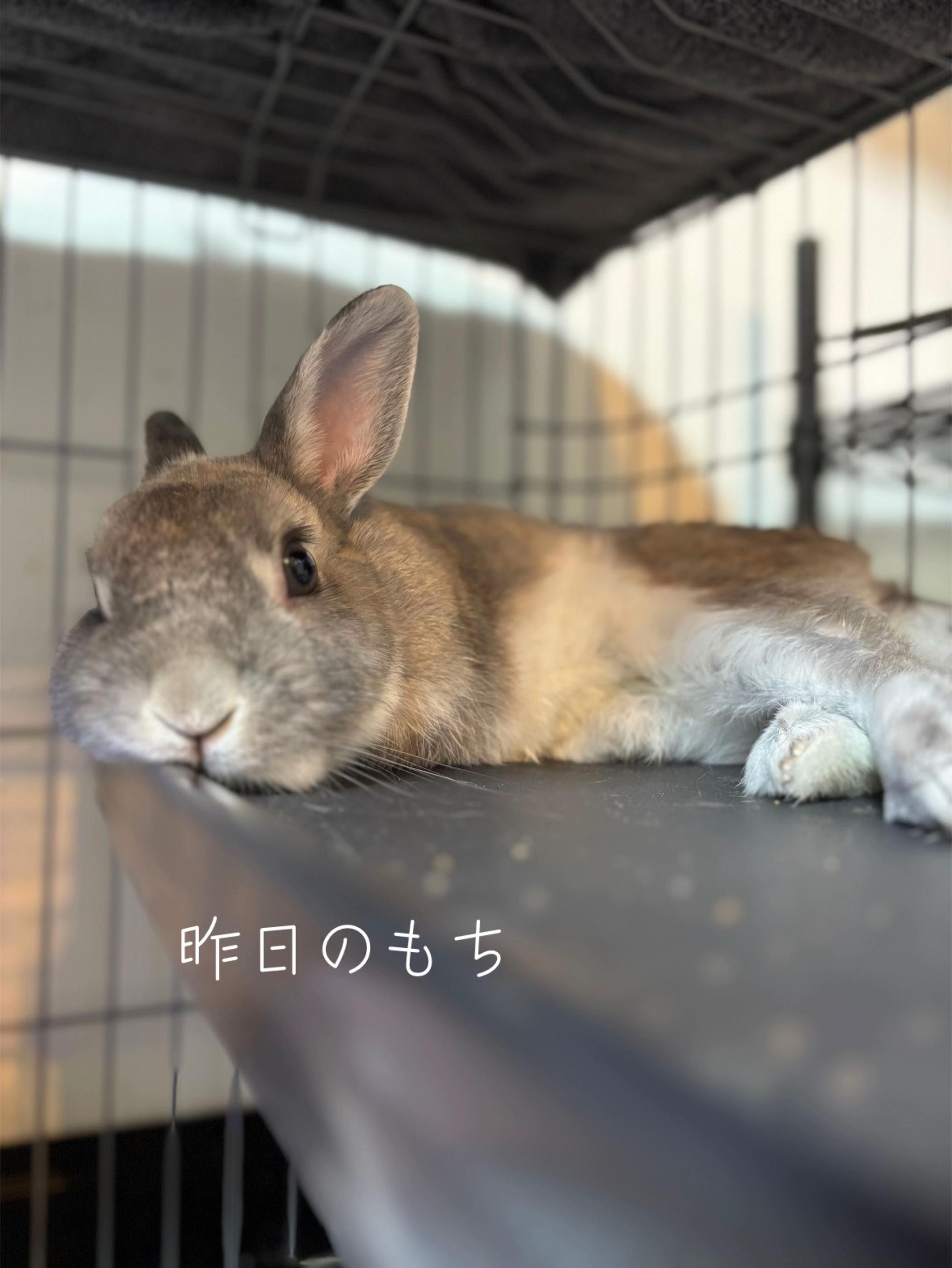 @たまご✌️なずなのだ🍏🐭🫐