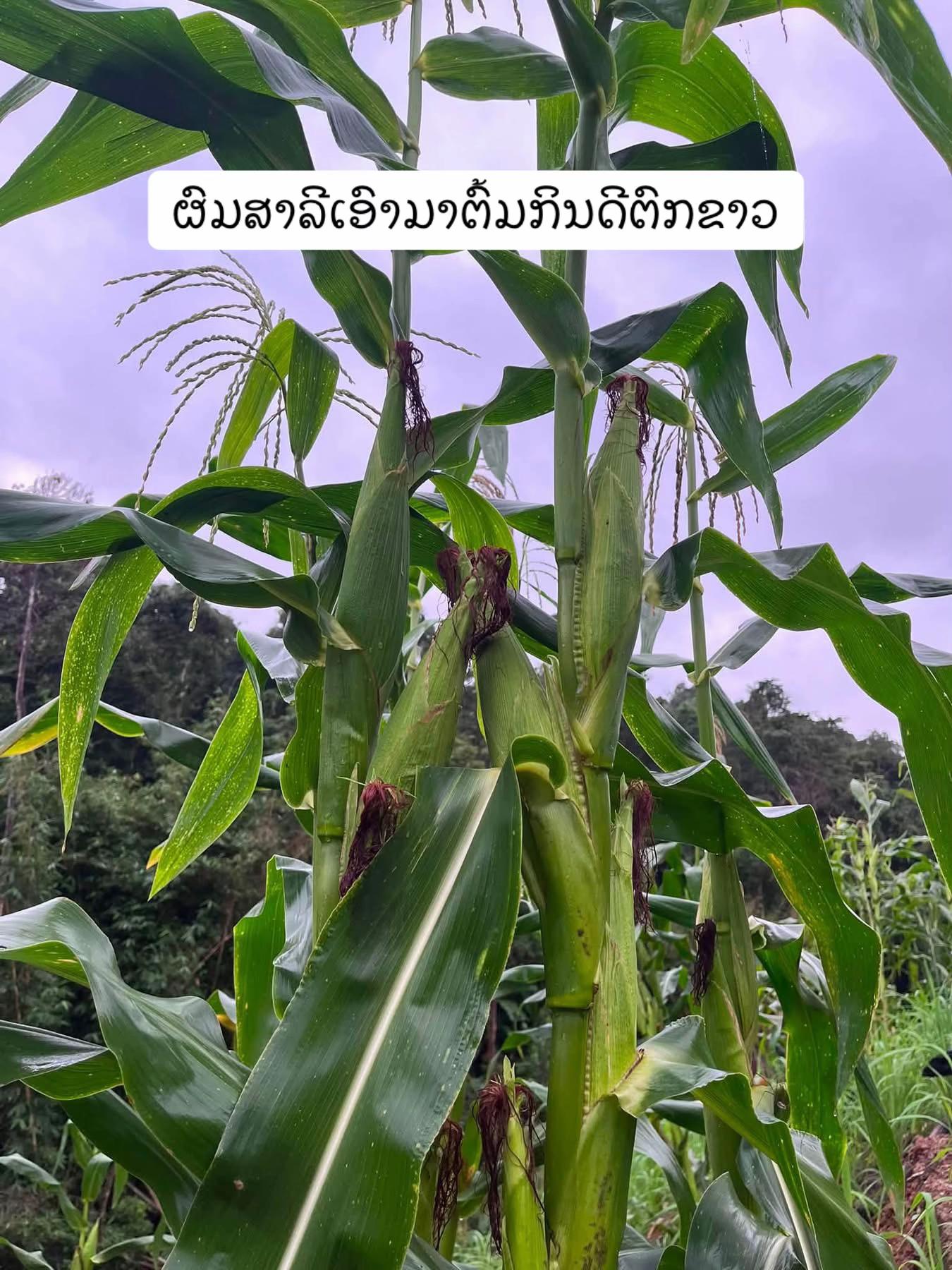 @๐ฆ เบชเบนเบเบเบปเบงเปเบฅเบเบเบดเบ-เบเบฒเบ๐ฅ๐ฟ