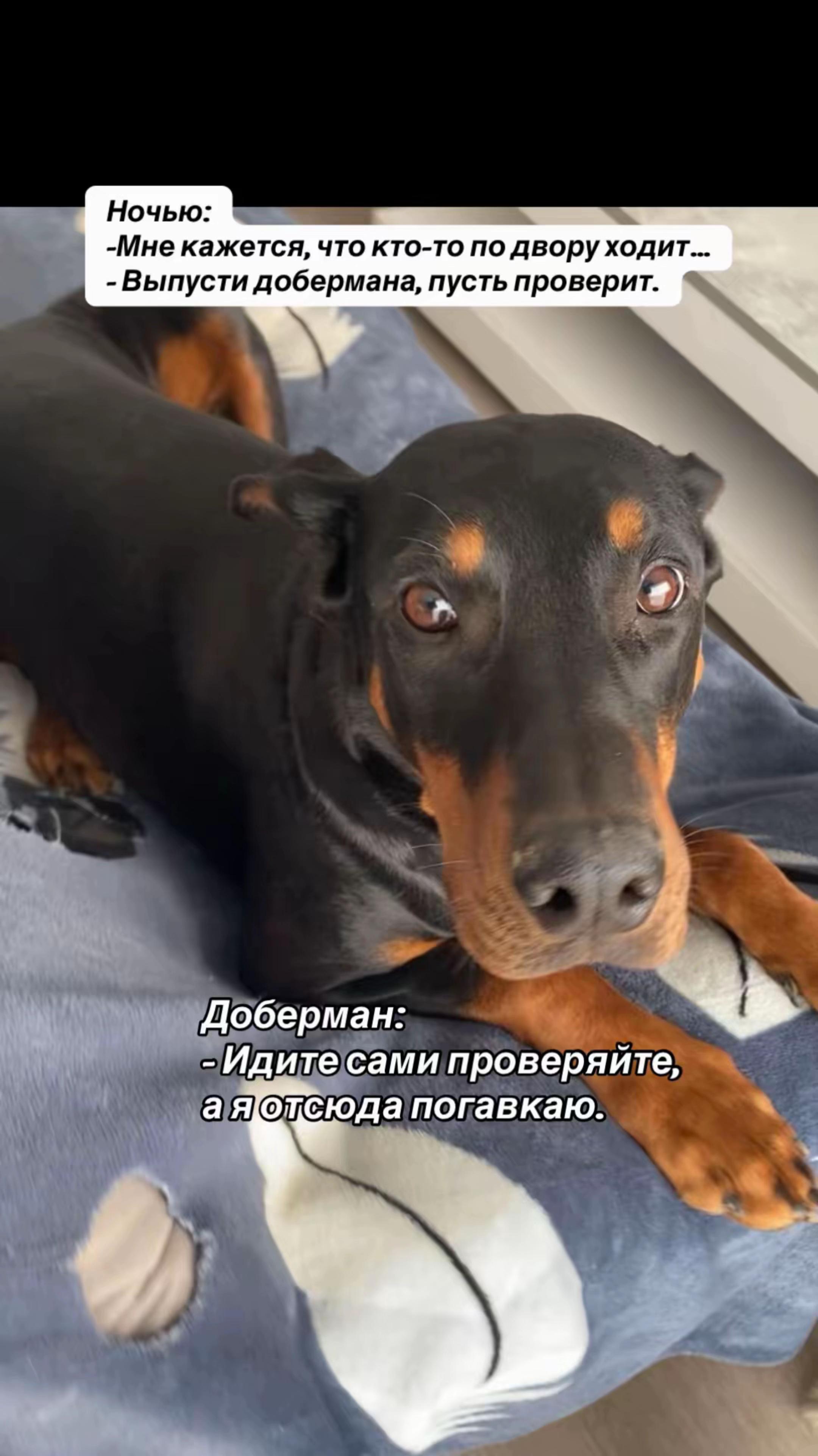 @Доберман Шелби