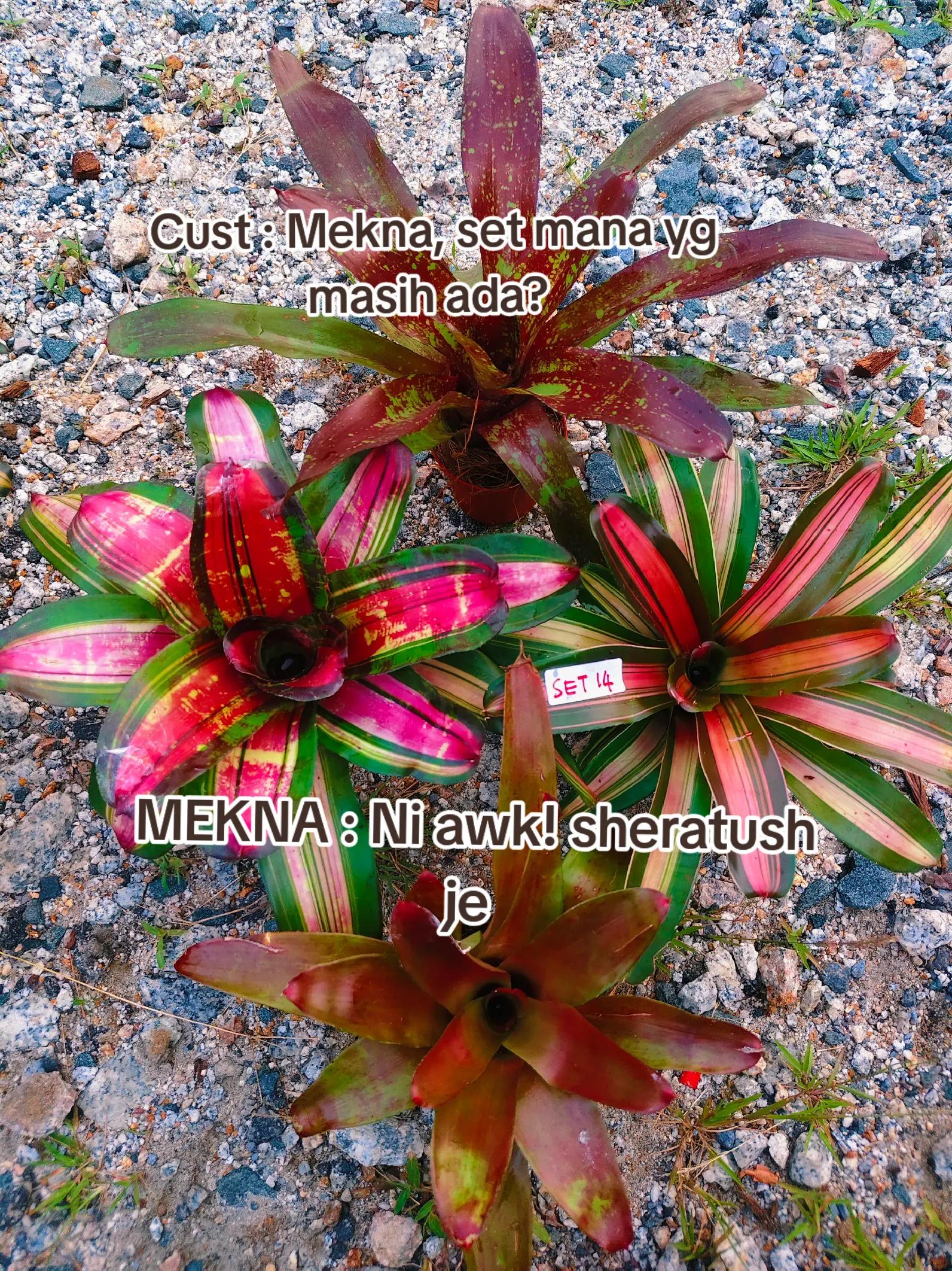 @MEKNA Garden