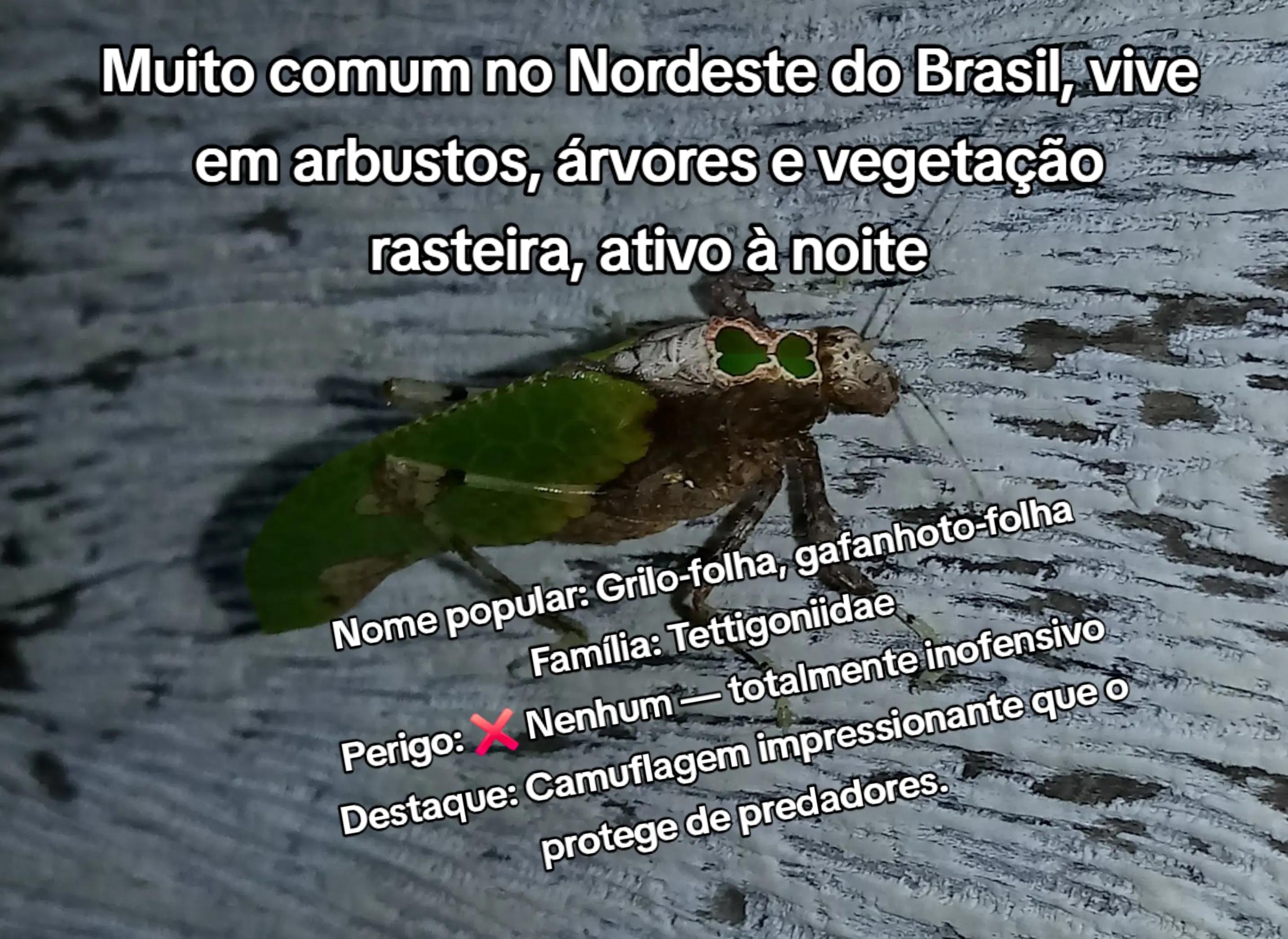 @Amante da natureza