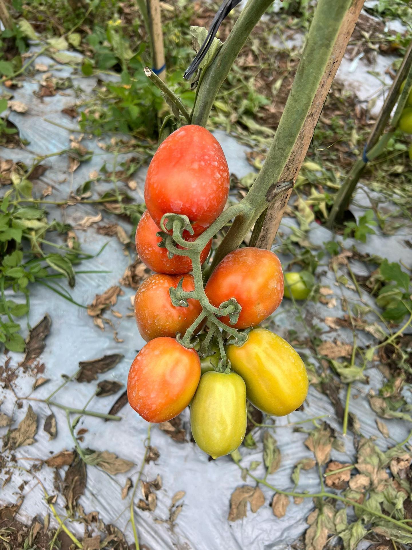 @Anakpetani🍊
