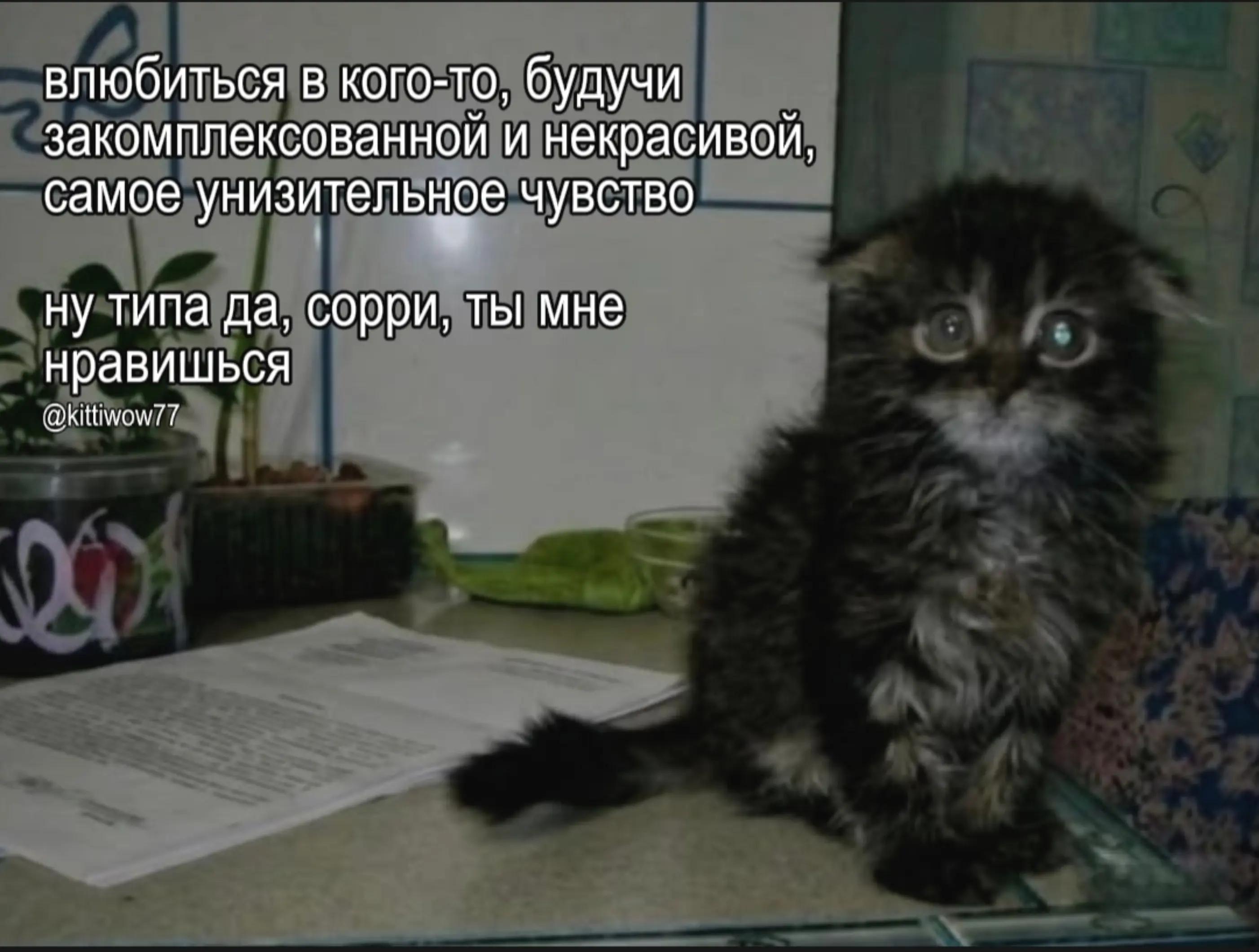 @::kittiWoW::